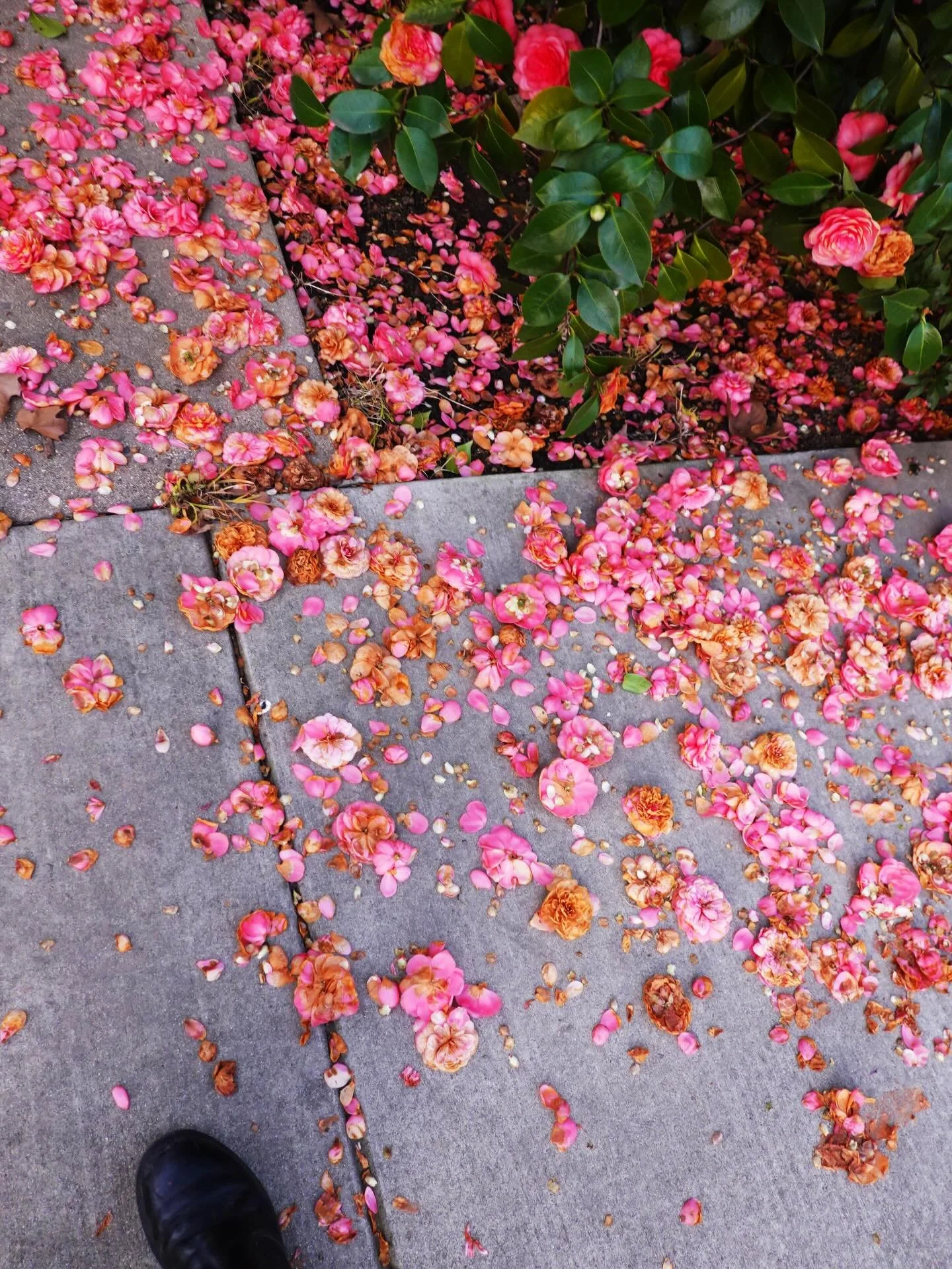 It&rsquo;s that confetti time of year #californiawinter