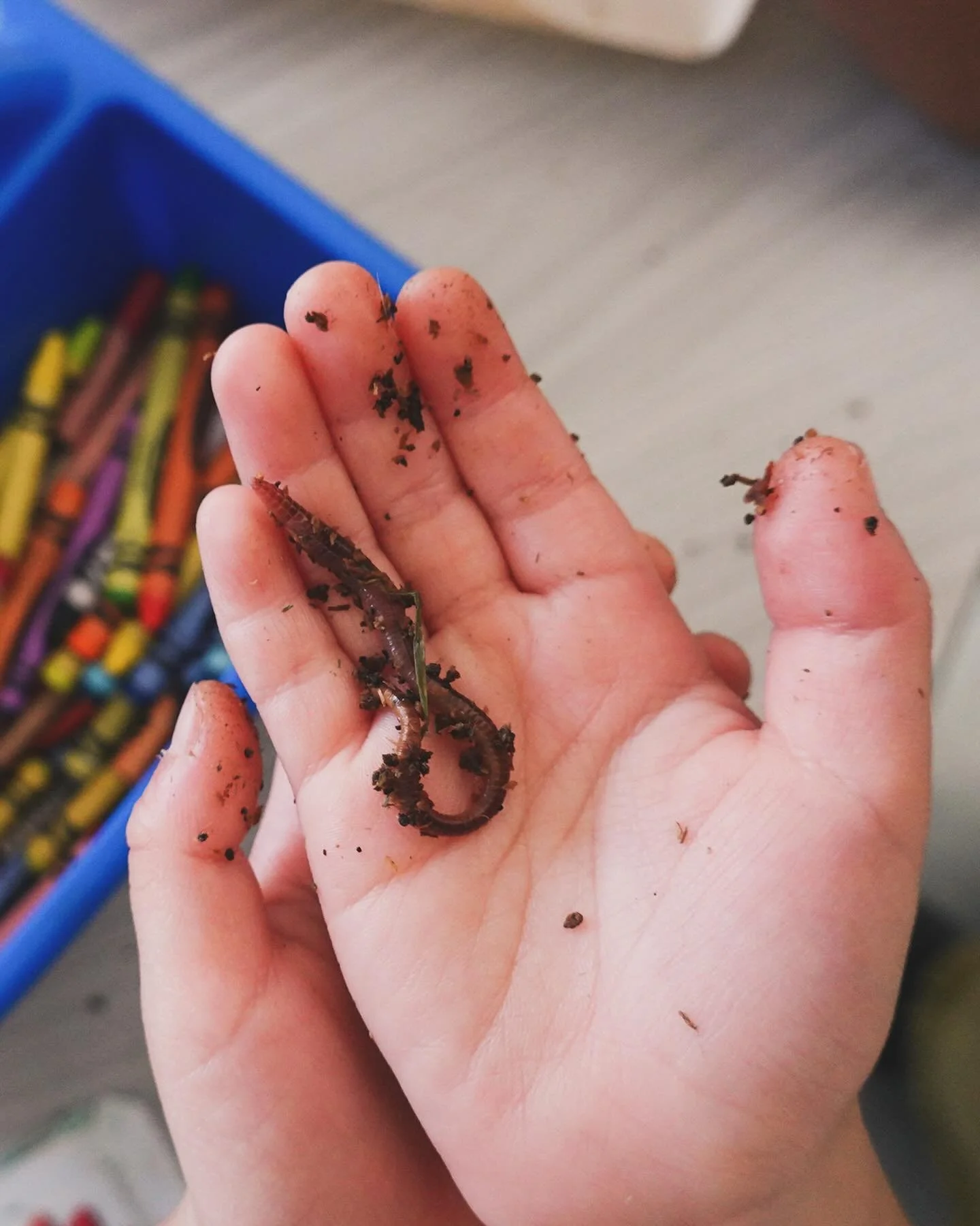 I brought worms to the classroom for a bunch of 4-5 year olds, it was so fun. So important to get kids (and grown ups!) caring about the ground that is our home 🐌🤎🪱 have you held a worm today?