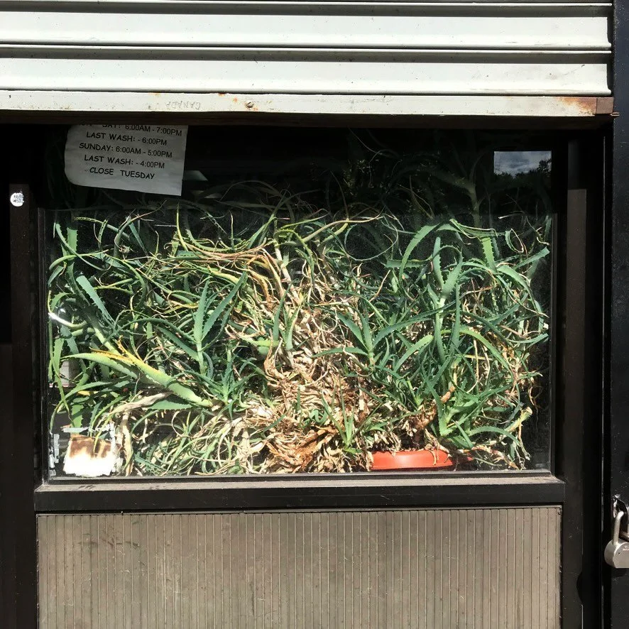 send help #sadplantco