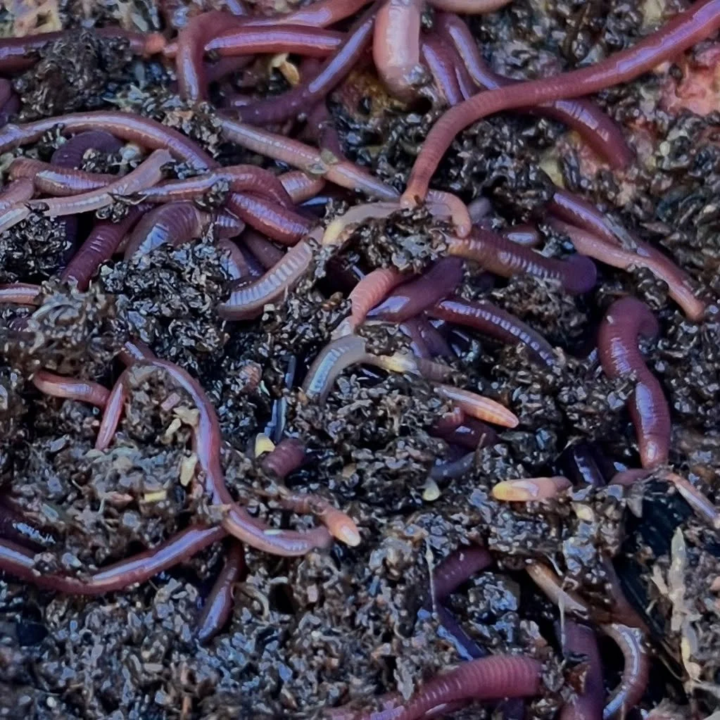 new worm stuff coming soon #wormnnouncment #wormmoon