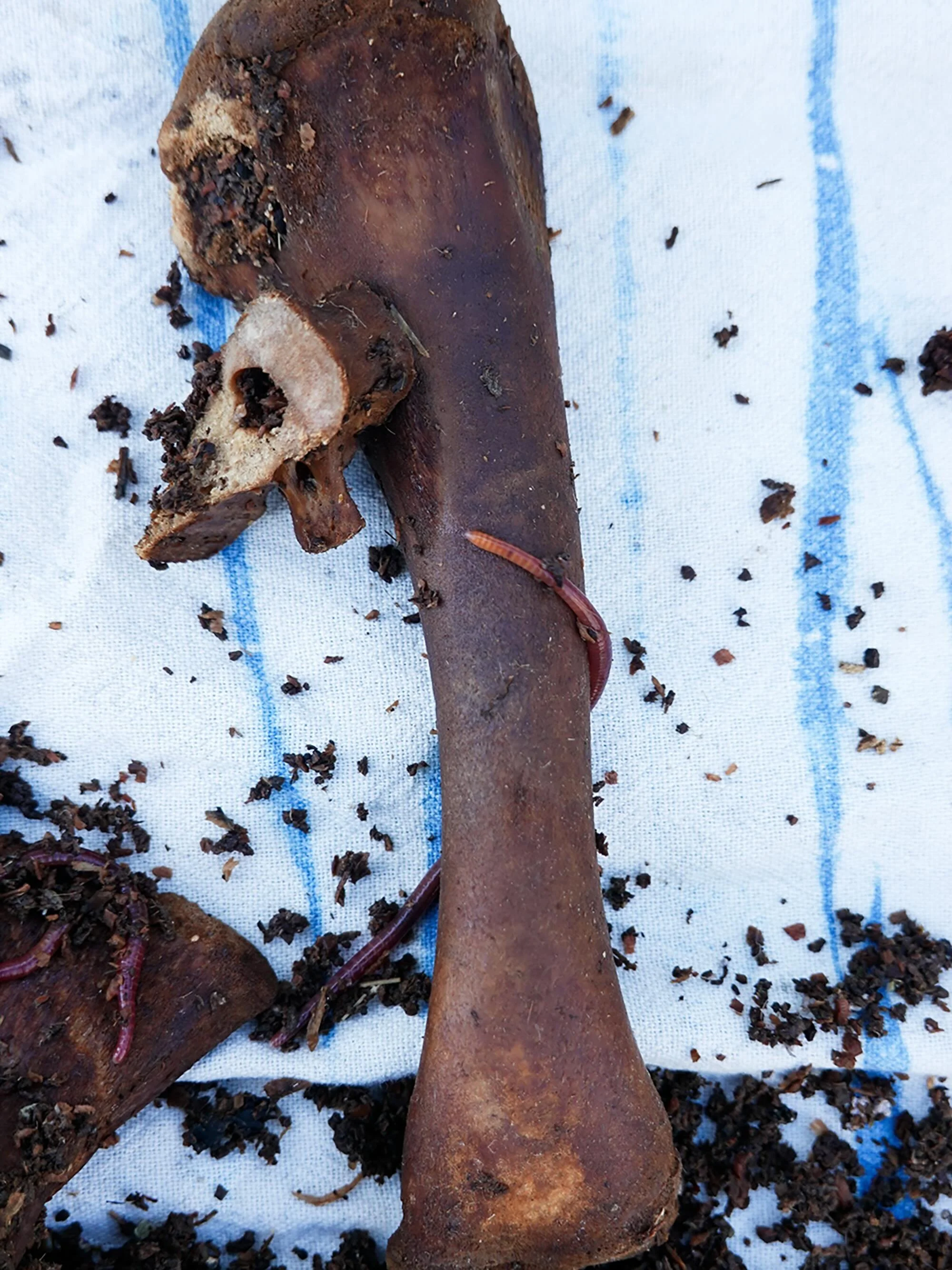 we owe some much to the invisible creatures that work so hard on decomposition. I think that&rsquo;s why people become interested in worms - the bridge between the seen and the unseen.  Between life and death, between something that was, becoming som