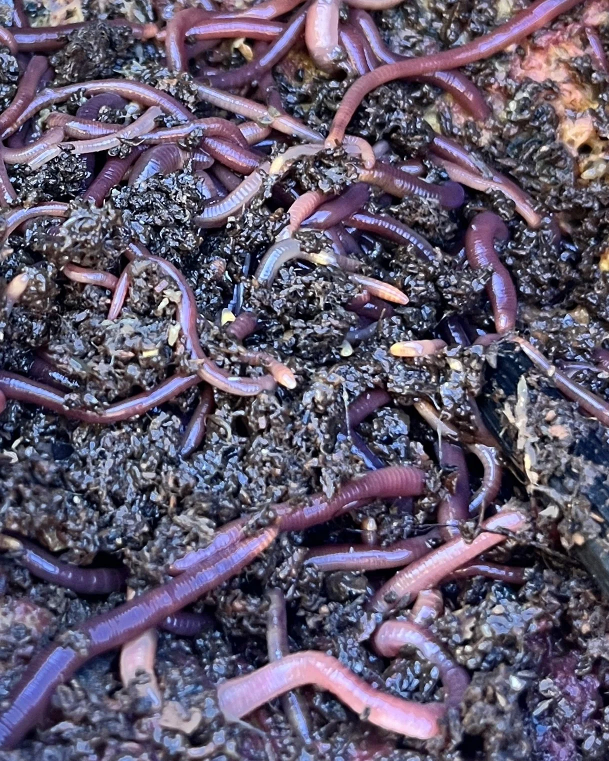 Big o' Cup o' Red Wrigglers