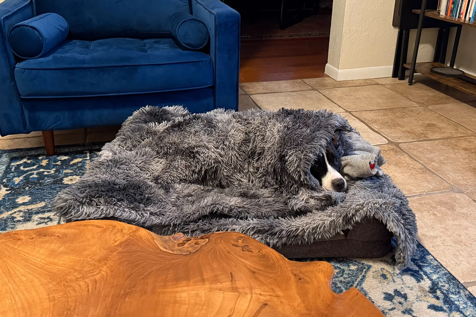 Signal Sent. Signal Received. Introducing the Desert Signal Dog Fund