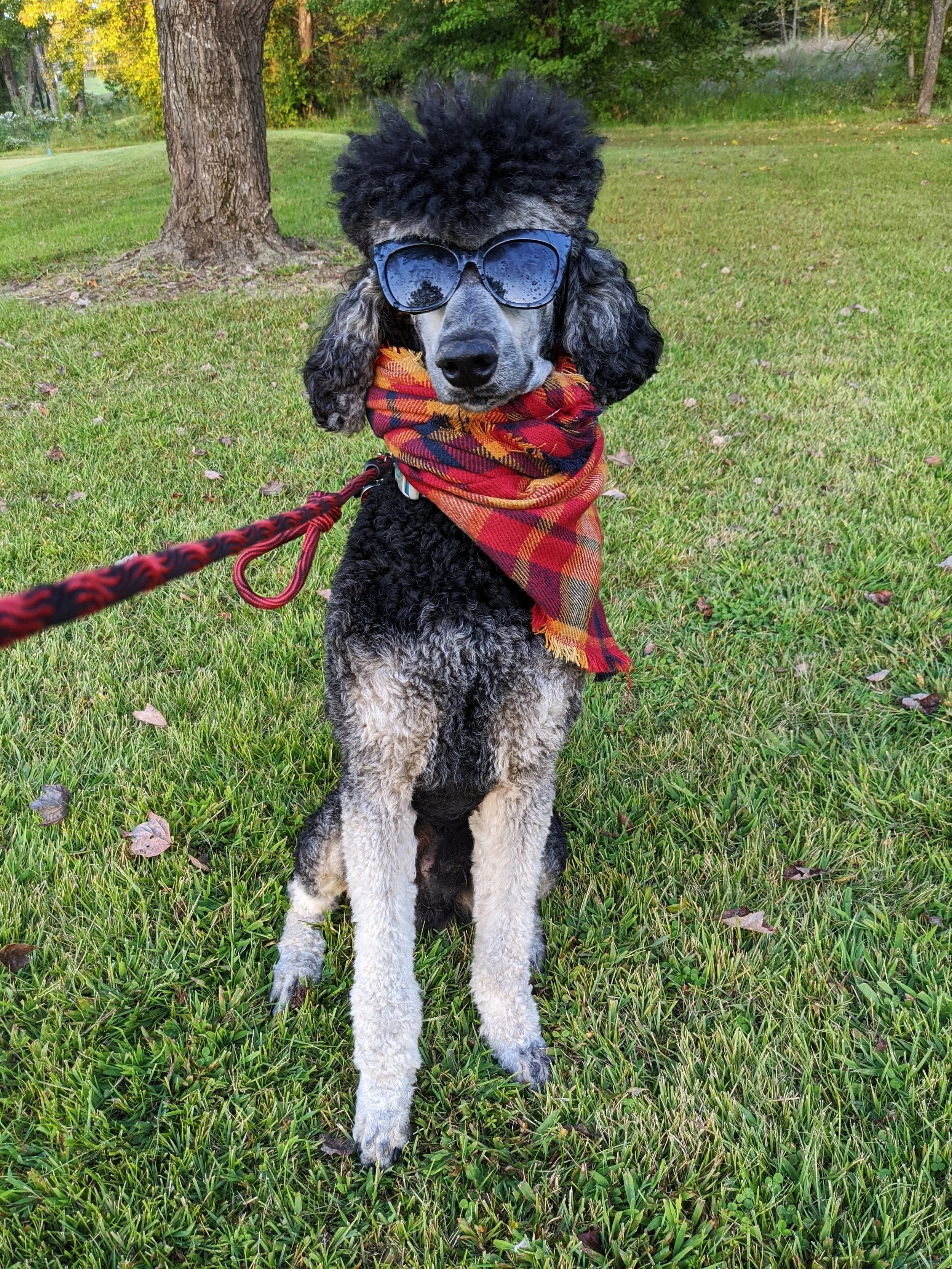 A poodle wearing sunglasses and a red plaid scarf in a grassy park.