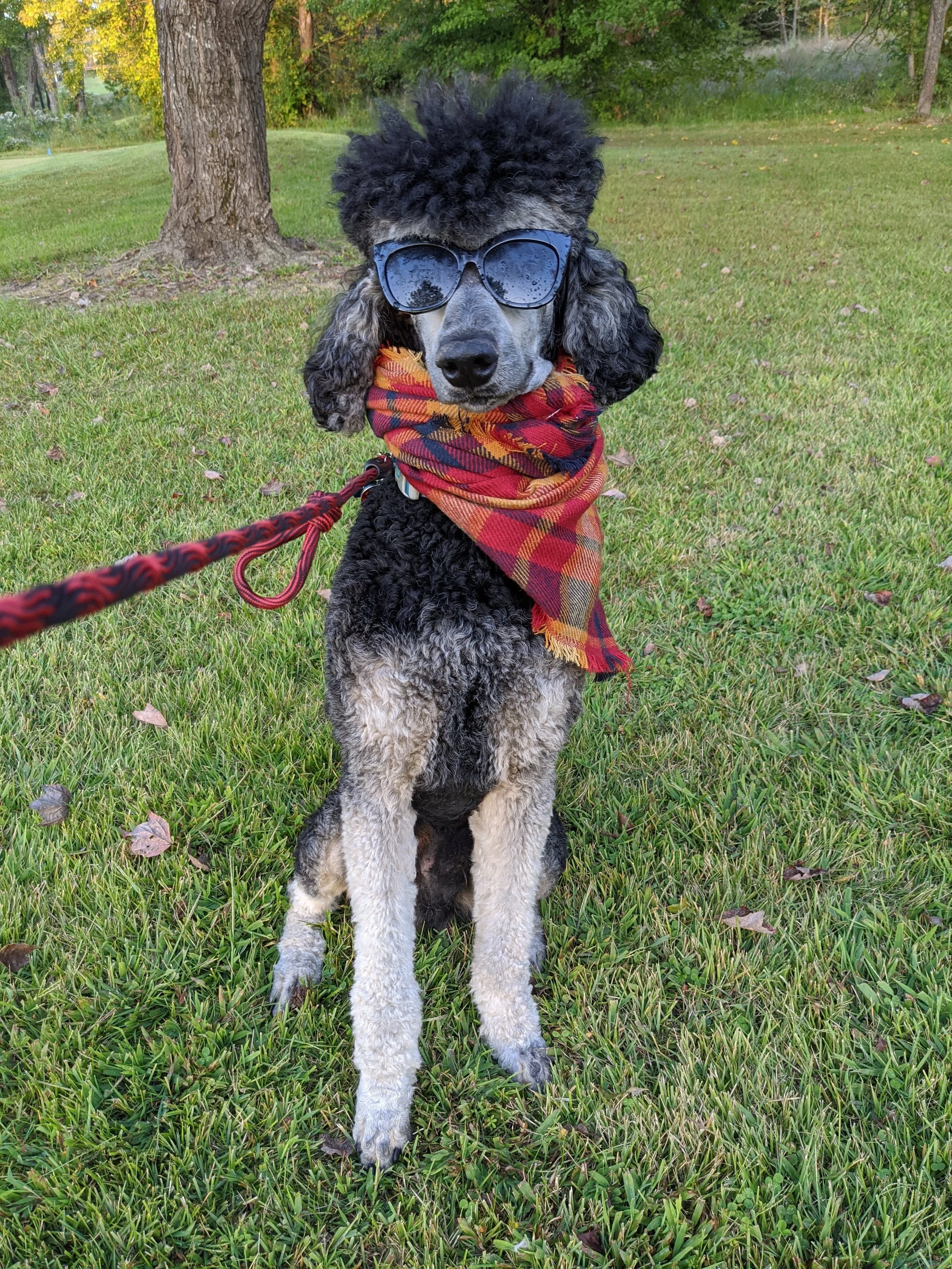Standard poodle wearing sunglasses and a plaid scarf, sitting on grass with a leash, under trees.