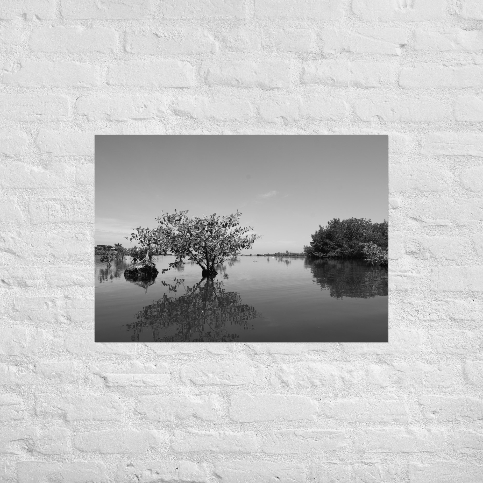 Schwarz-Weiß Landschaftsfotografie – Mangroven 59.4×84.1 cm