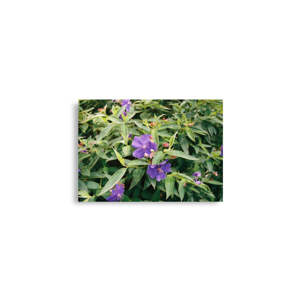 Farbiges Blumen Poster – Lila Blüten auf hochwertigem Kunstdruck, stilvolle Wanddeko für moderne Räume (28×35 cm)