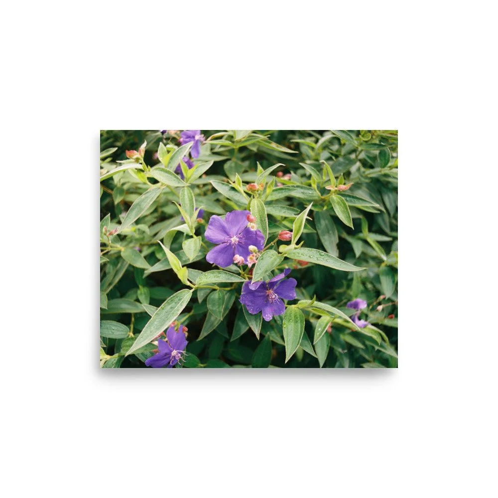 Blumen Fotografie als Poster – Hochwertiger Kunstdruck mit lila Blüten, moderne Wanddeko für stilvolle Räume (20×25 cm)