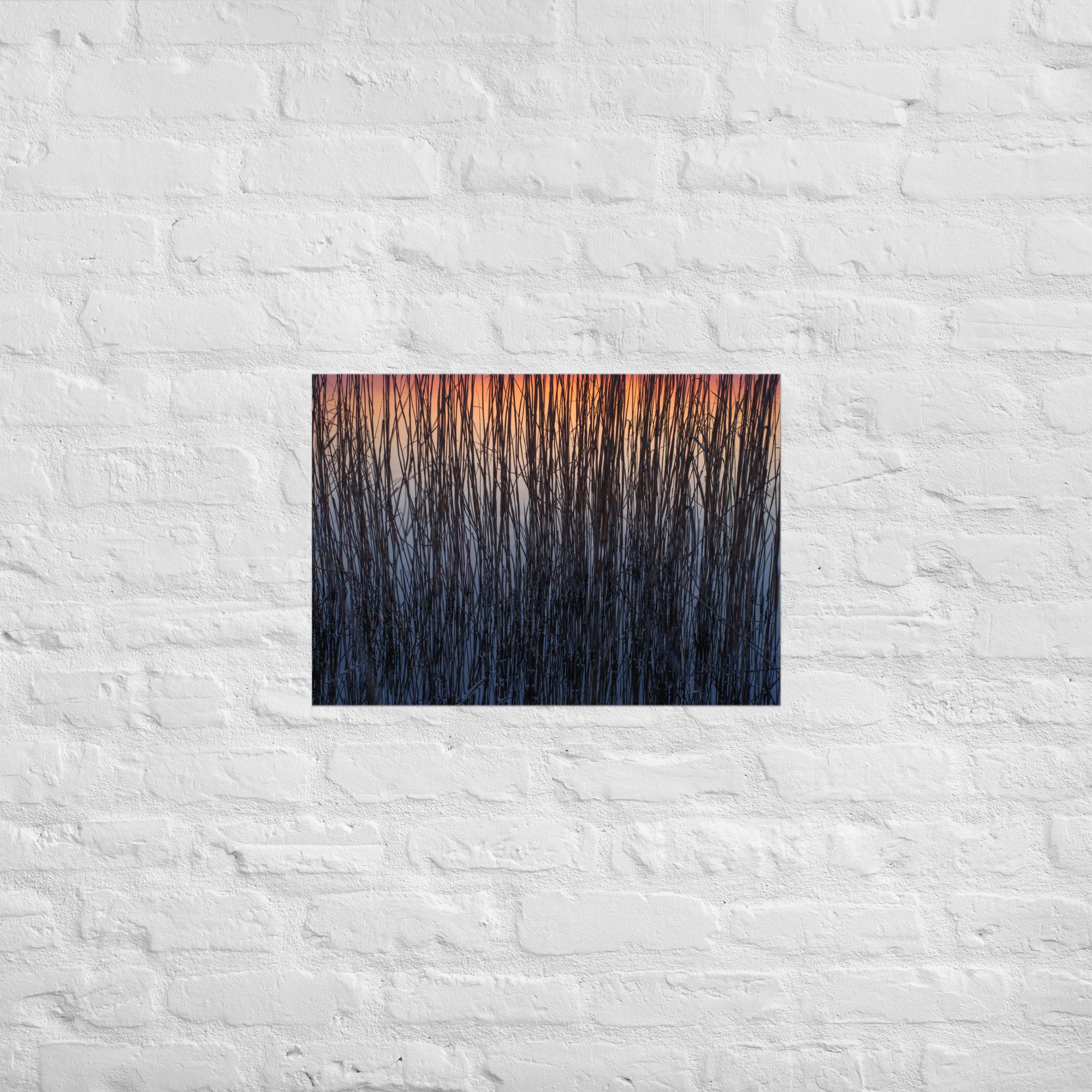 Kunstdruck Schilf im Sonnenuntergang – Moderne Wandbilder Wohnzimmer 42×59,4 cm