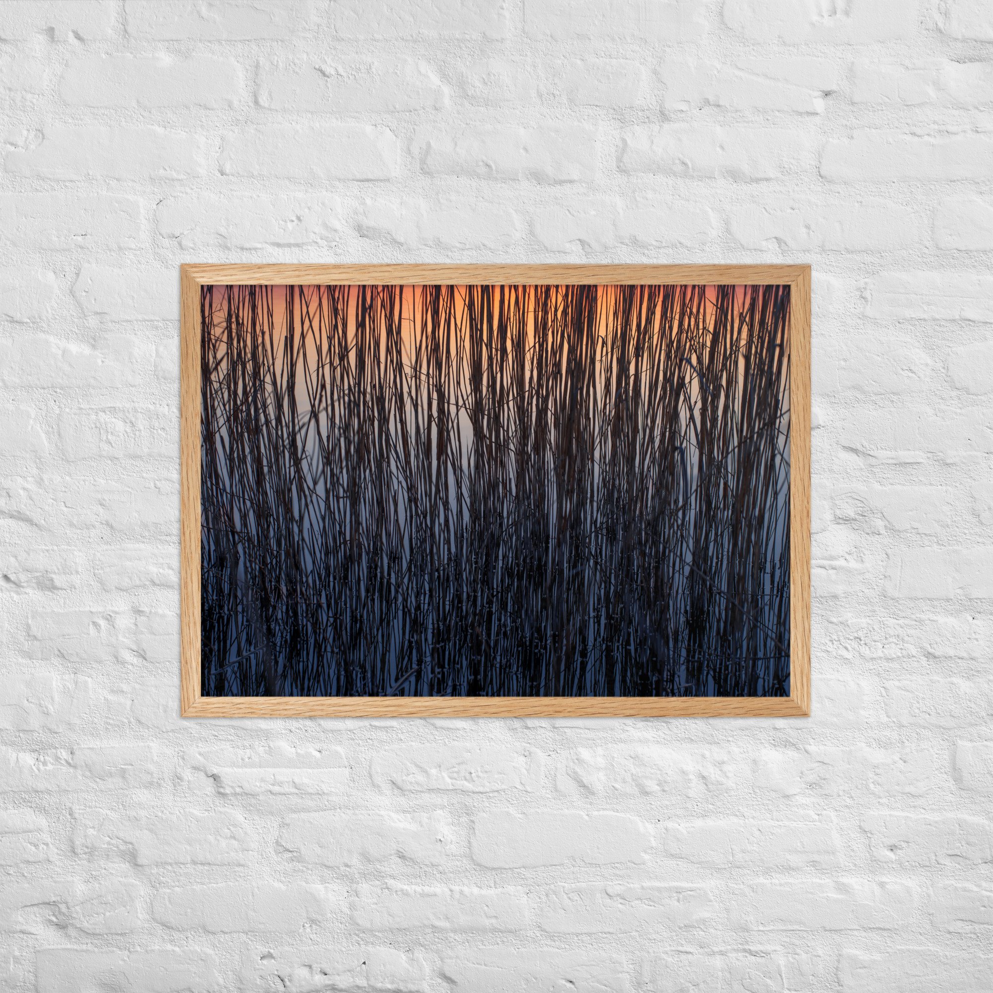 Farbiges Natur Poster – 61×91 cm Schilf bei Sonnenuntergang im Eiche-Rahmen, Kunstdruck für moderne Wohnzimmer-Wanddeko