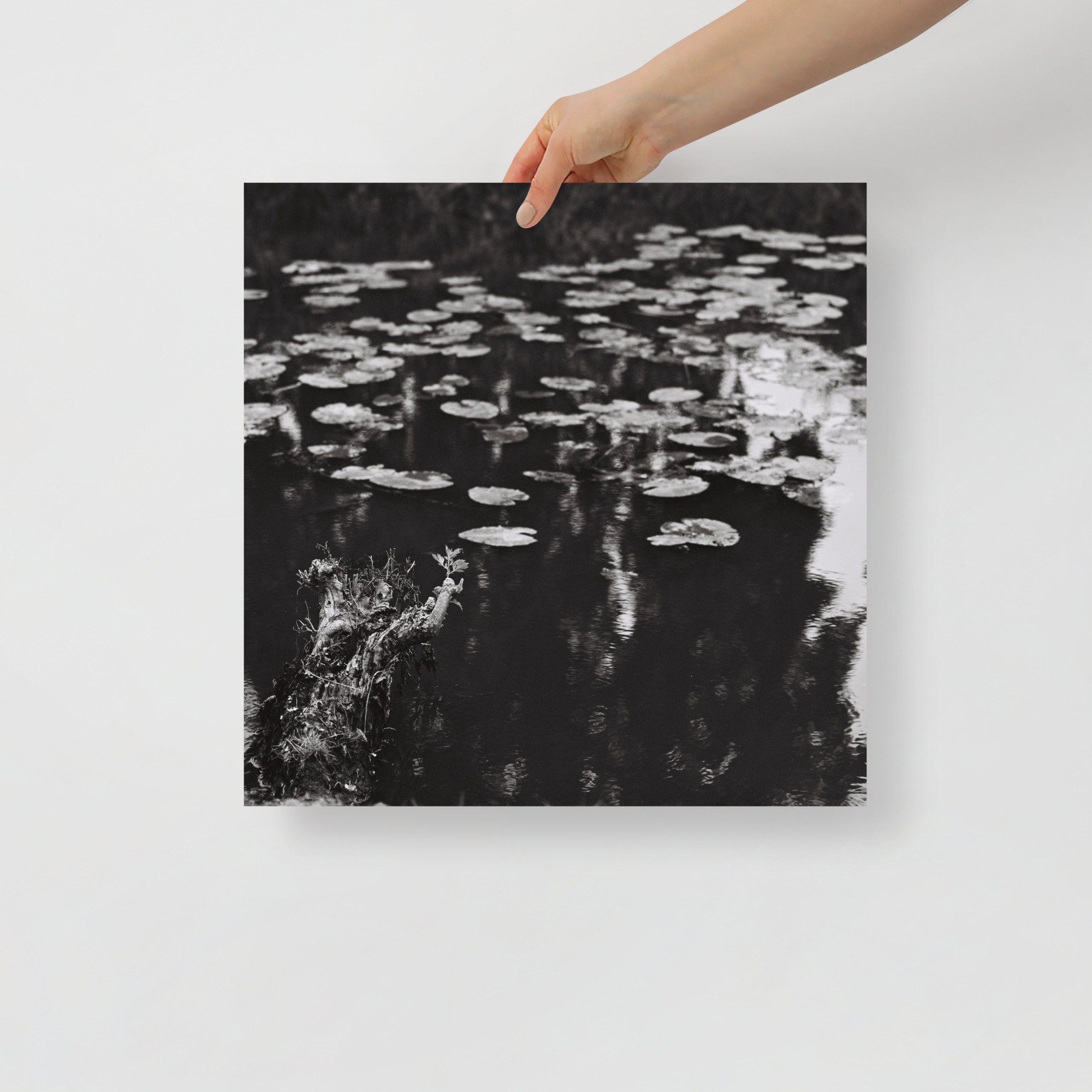 Naturfotografie mit Wasserlilien – 40×40 cm Schwarz-Weiß Poster mit ruhiger Teichszene