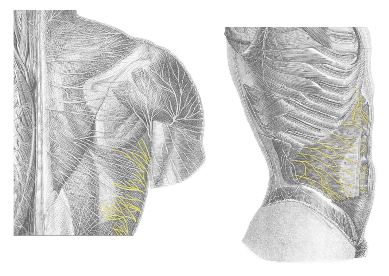 Medical illustration of human nervous system, focusing on nerves in the shoulder and rib areas; gray and yellow color scheme highlighting nerve pathways.