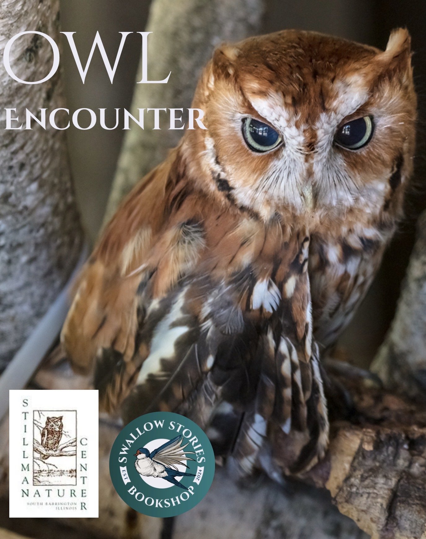 Owl Encounter
