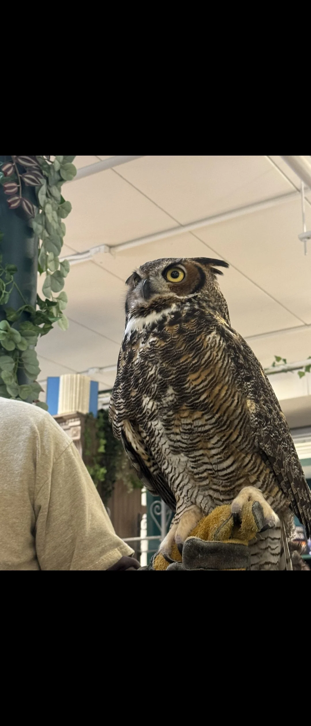 Owl Encounter