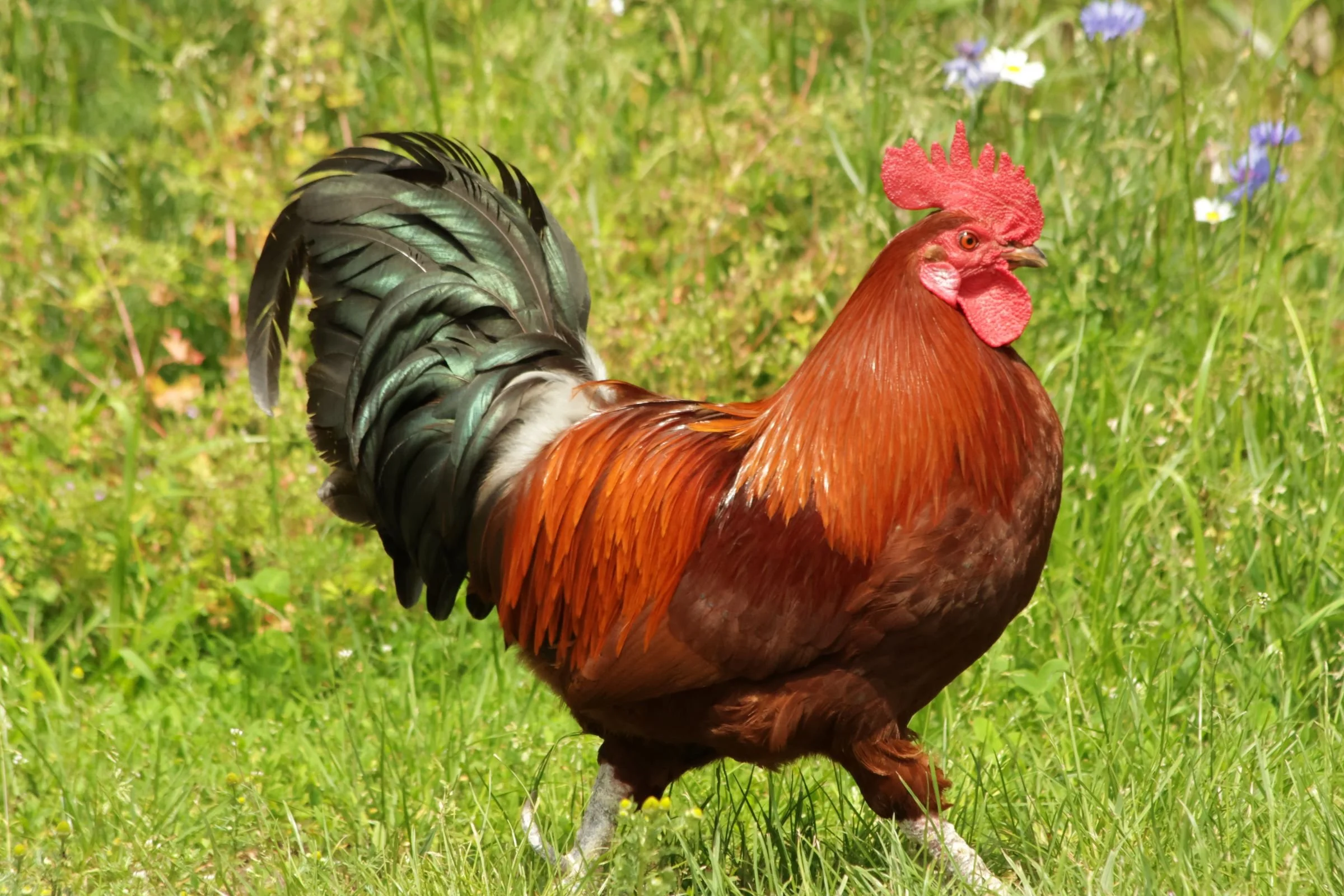 Tierfotografie Funke- Hahn im Garten