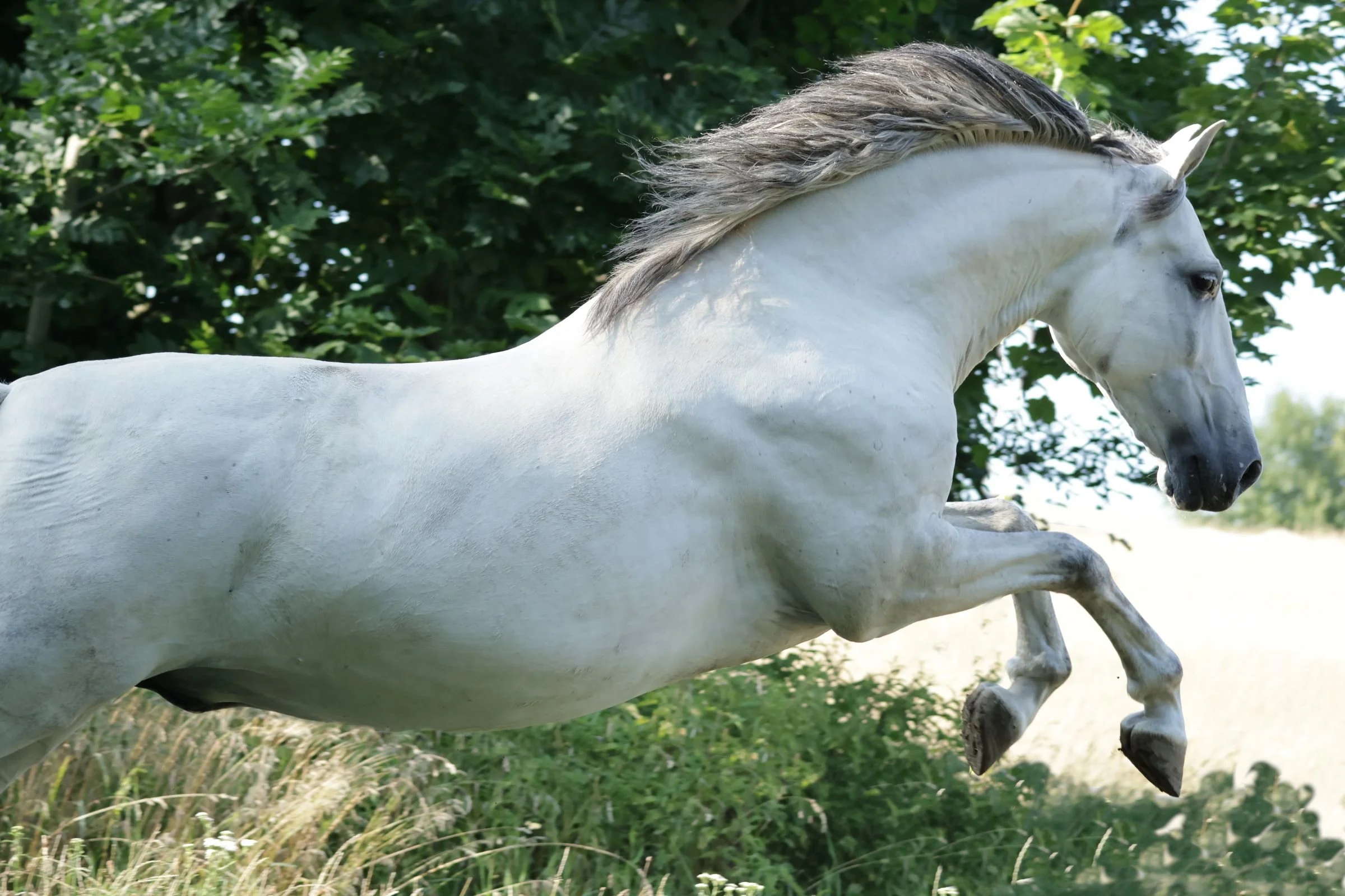 Tierfotografie Funke - Pferd im Sprung