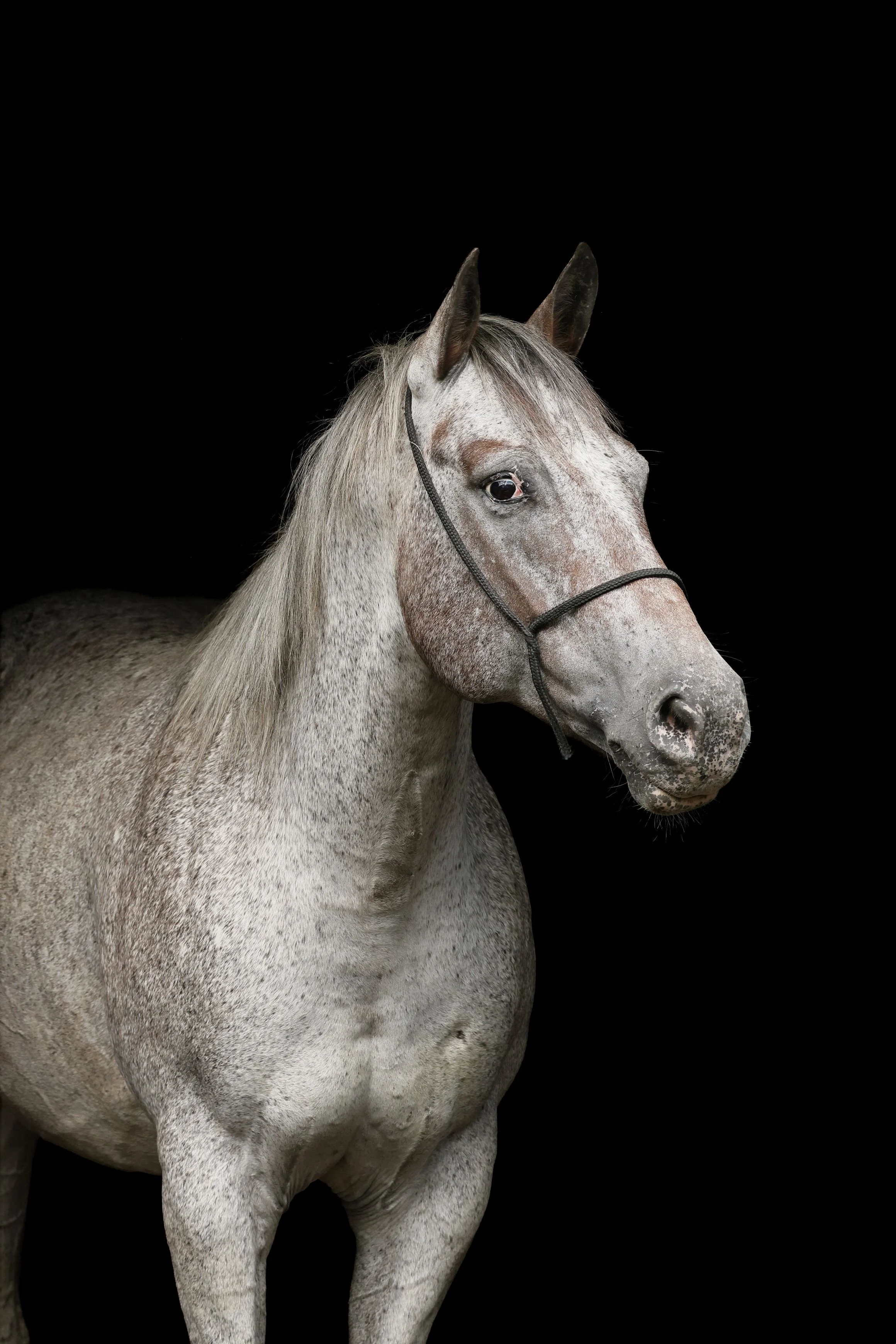 Tierfotografie Funke - Apaloosa-Pferd vor schwarzem Hintergrund