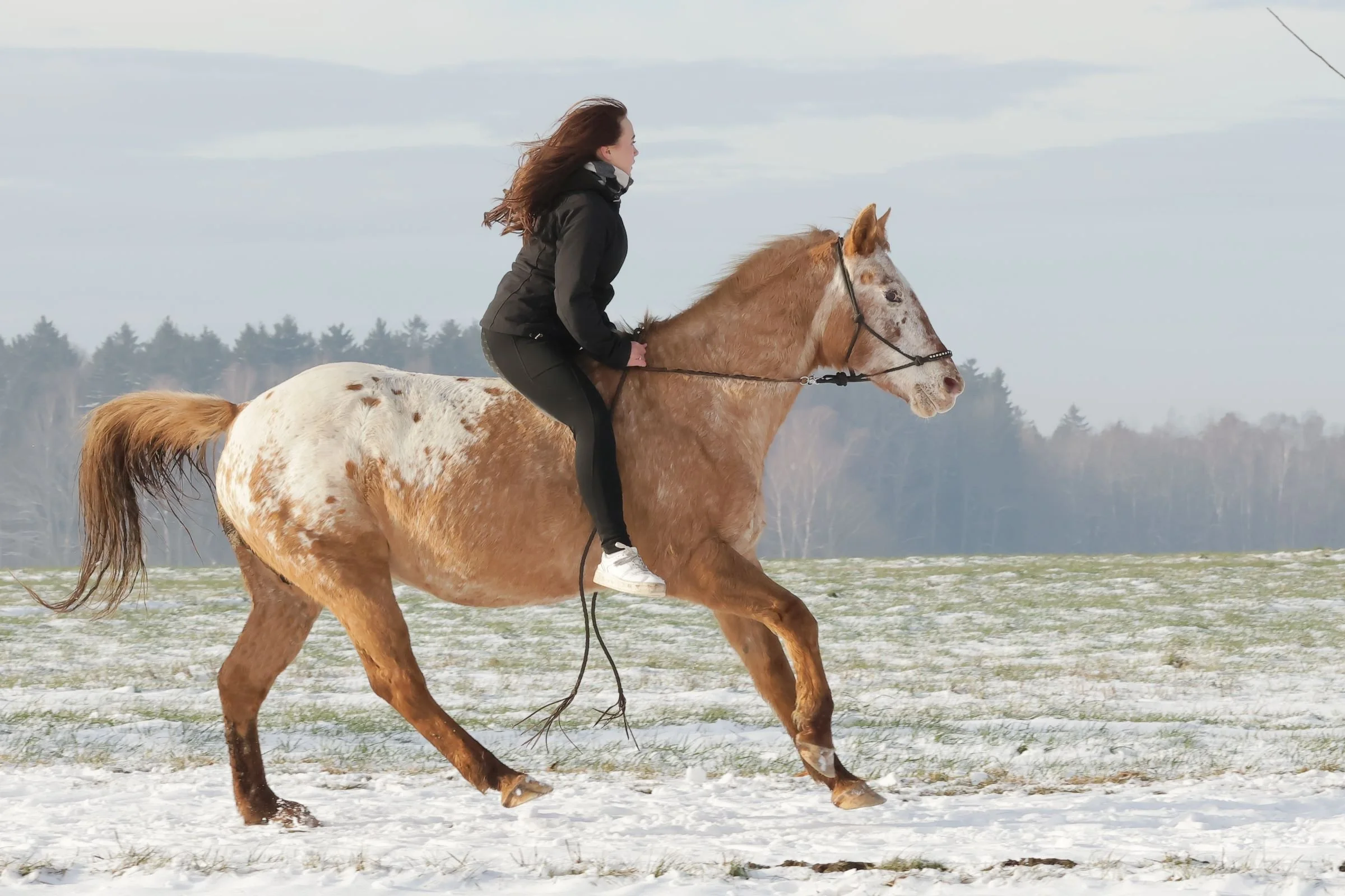Tierfotografie Funke- Pferd mit Reiterin im Galopp durch den Winter