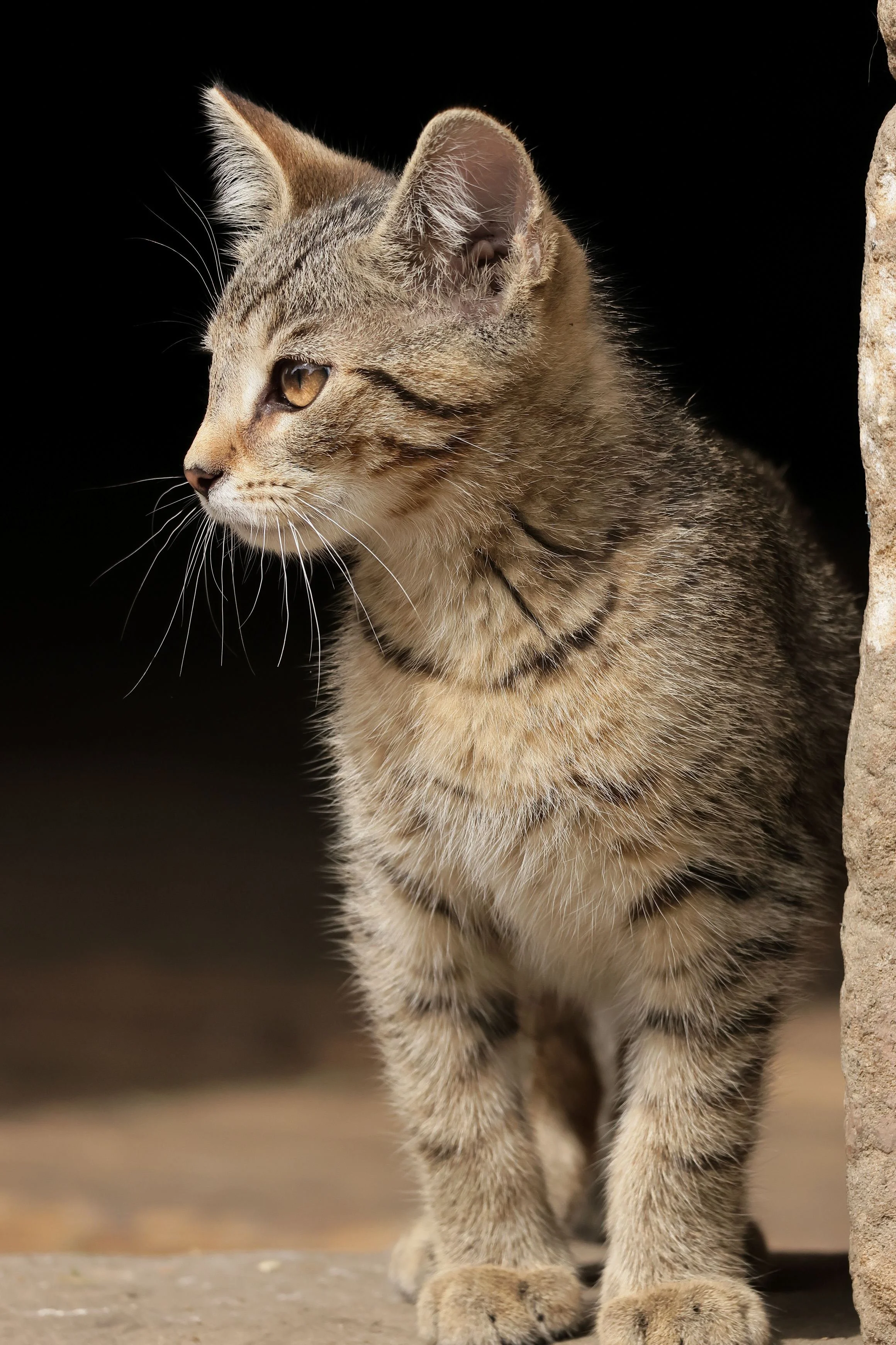 Tierfotografie Funke - Katze vor dunklem Hintergrund