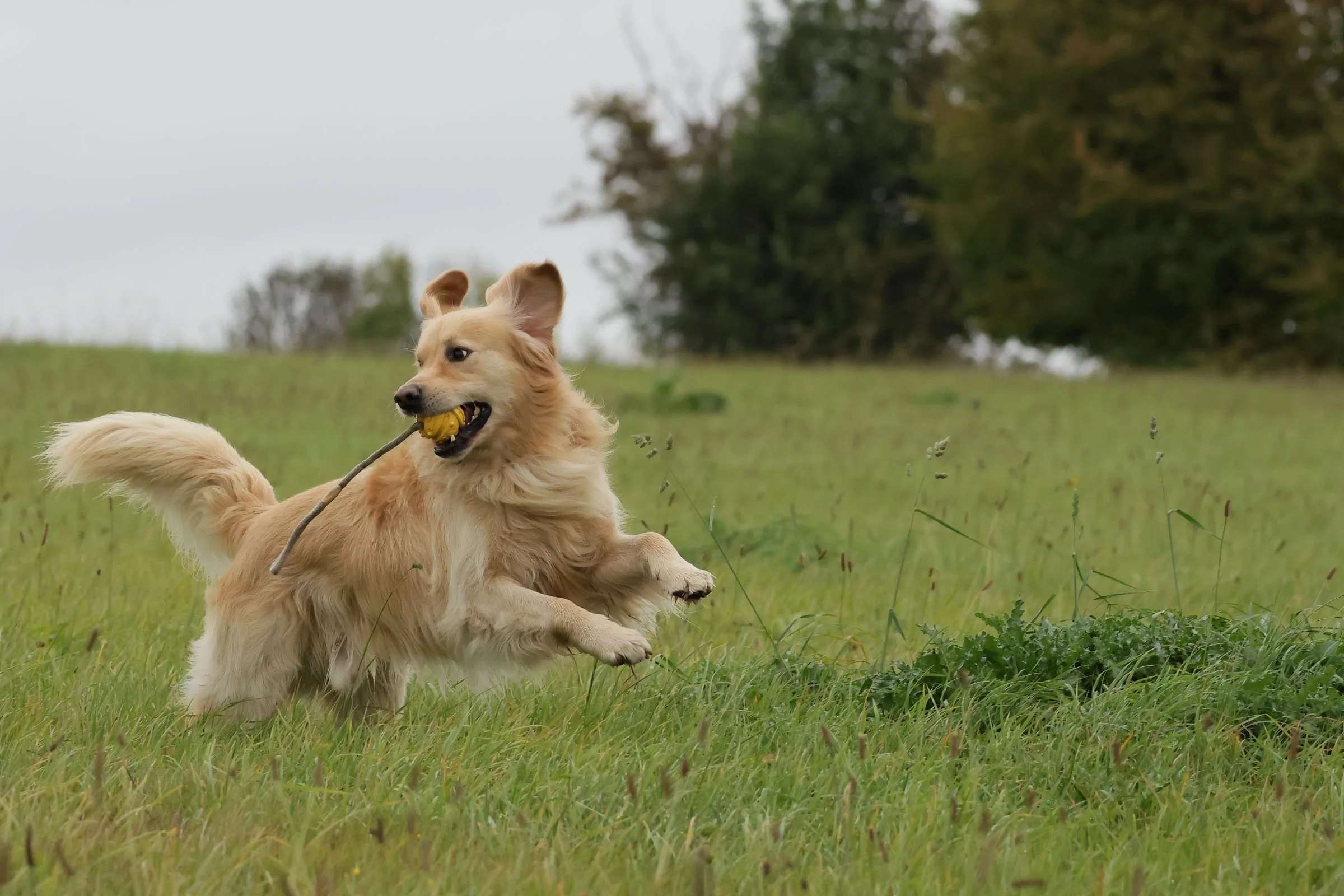 Tierfotografie Funke - Ein Golden Retriever springt über die Wiese