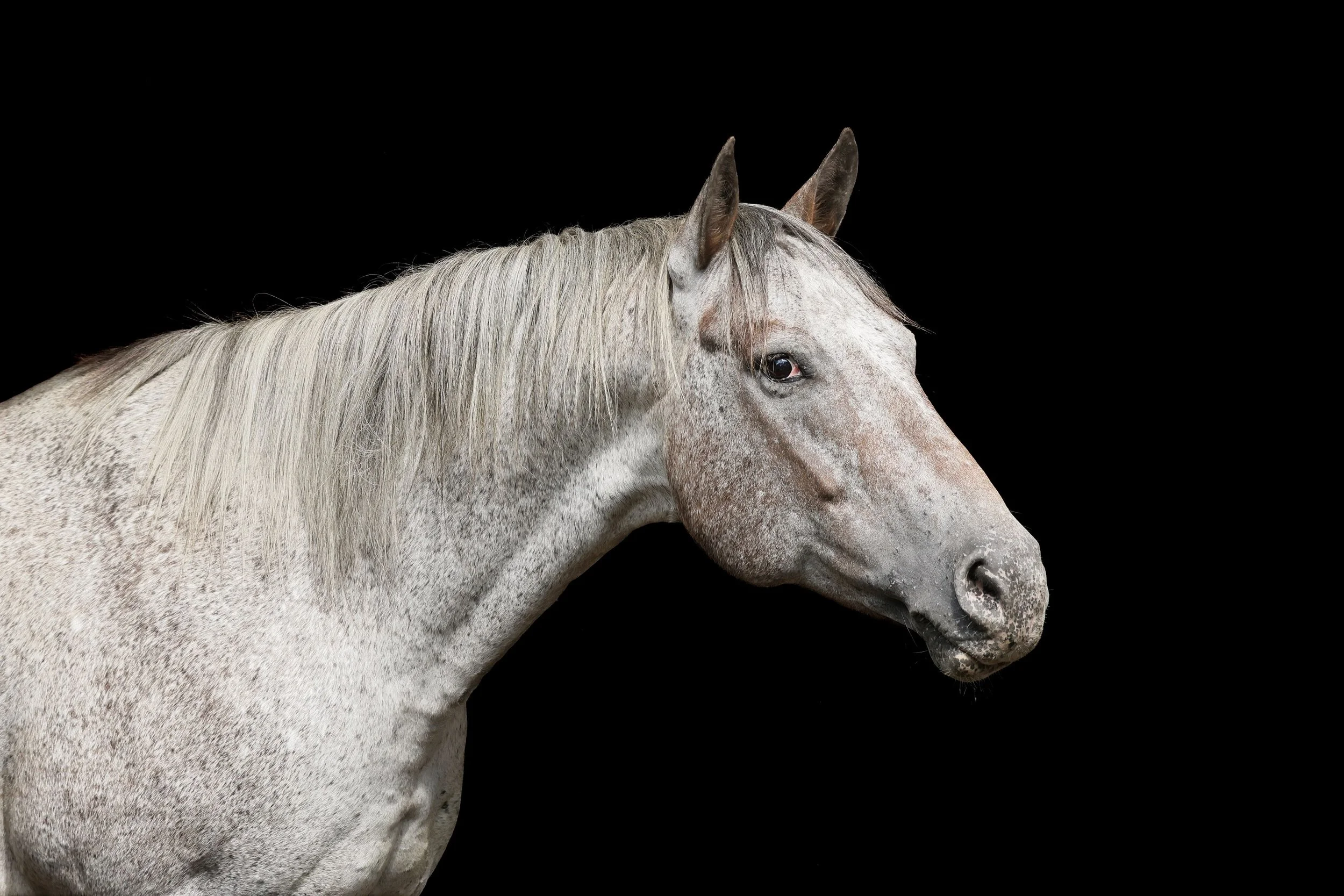 Tierfotografie Funke- Apaloosa-Pferd vor schwarzem Hintergrund