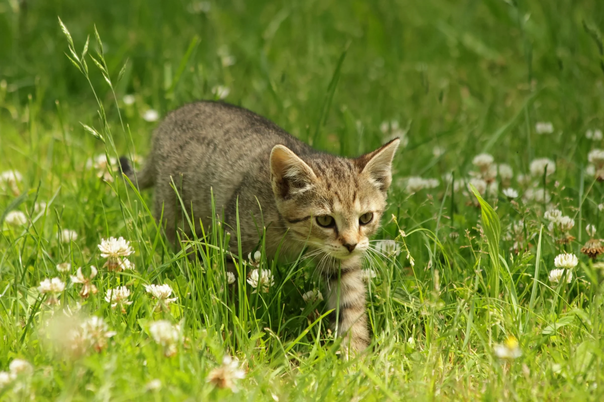 Tierfotografie Funke - Junge Katze im Frühlingsgras