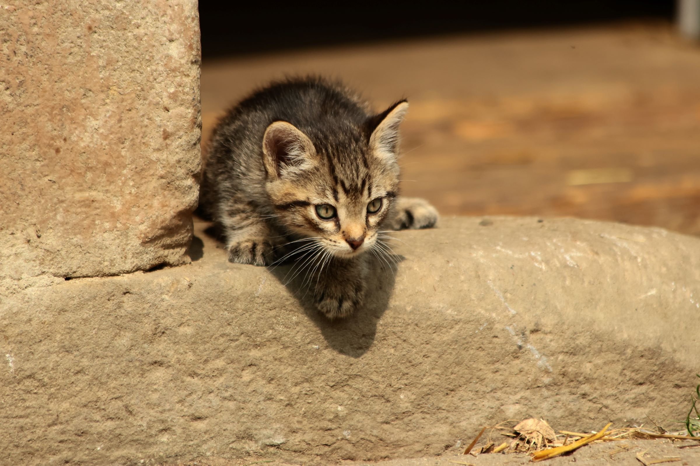 Kontakt Tierfotografie Funke