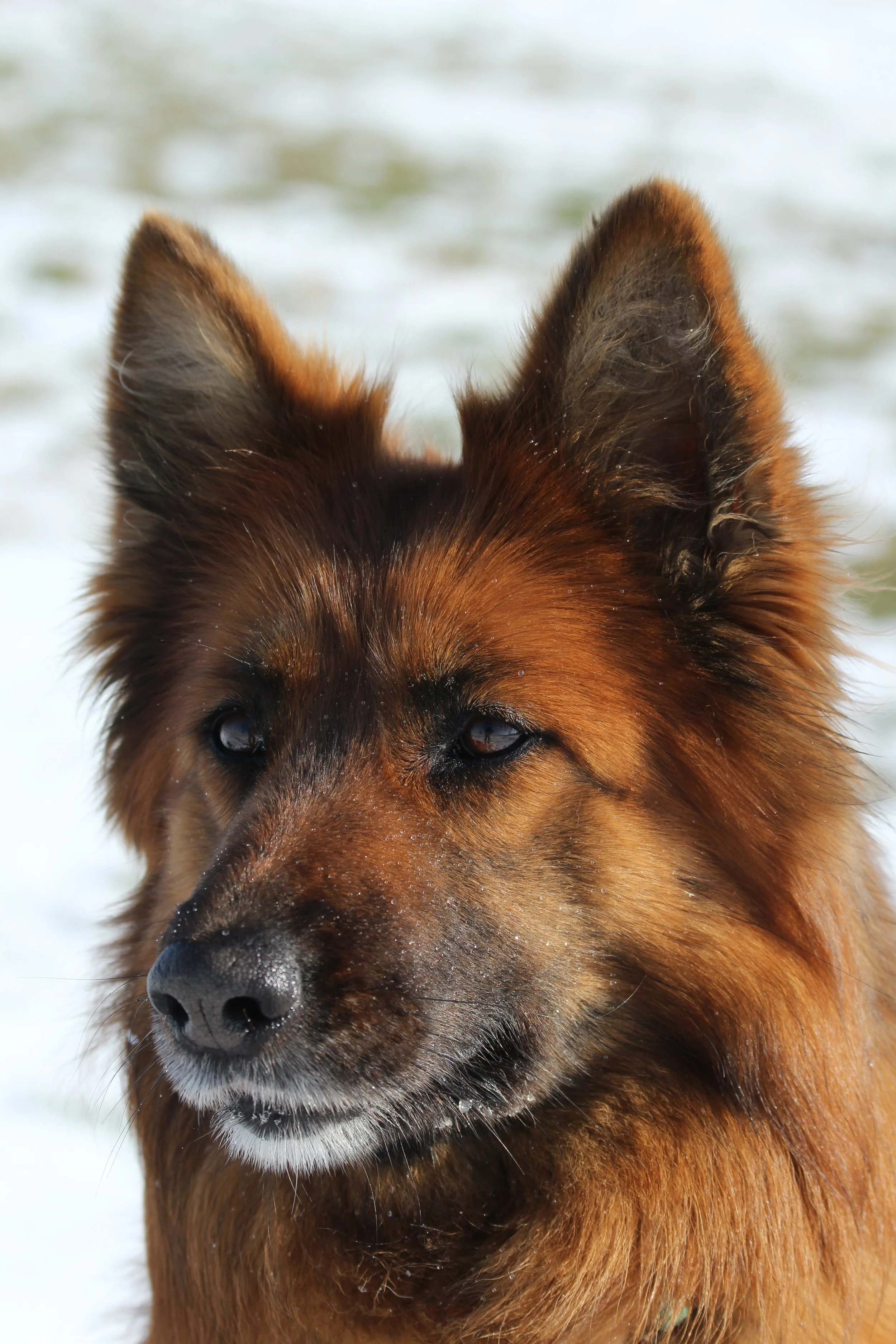 Tierfotografie Funke - Portrait einer Schäferhündin im Schnee