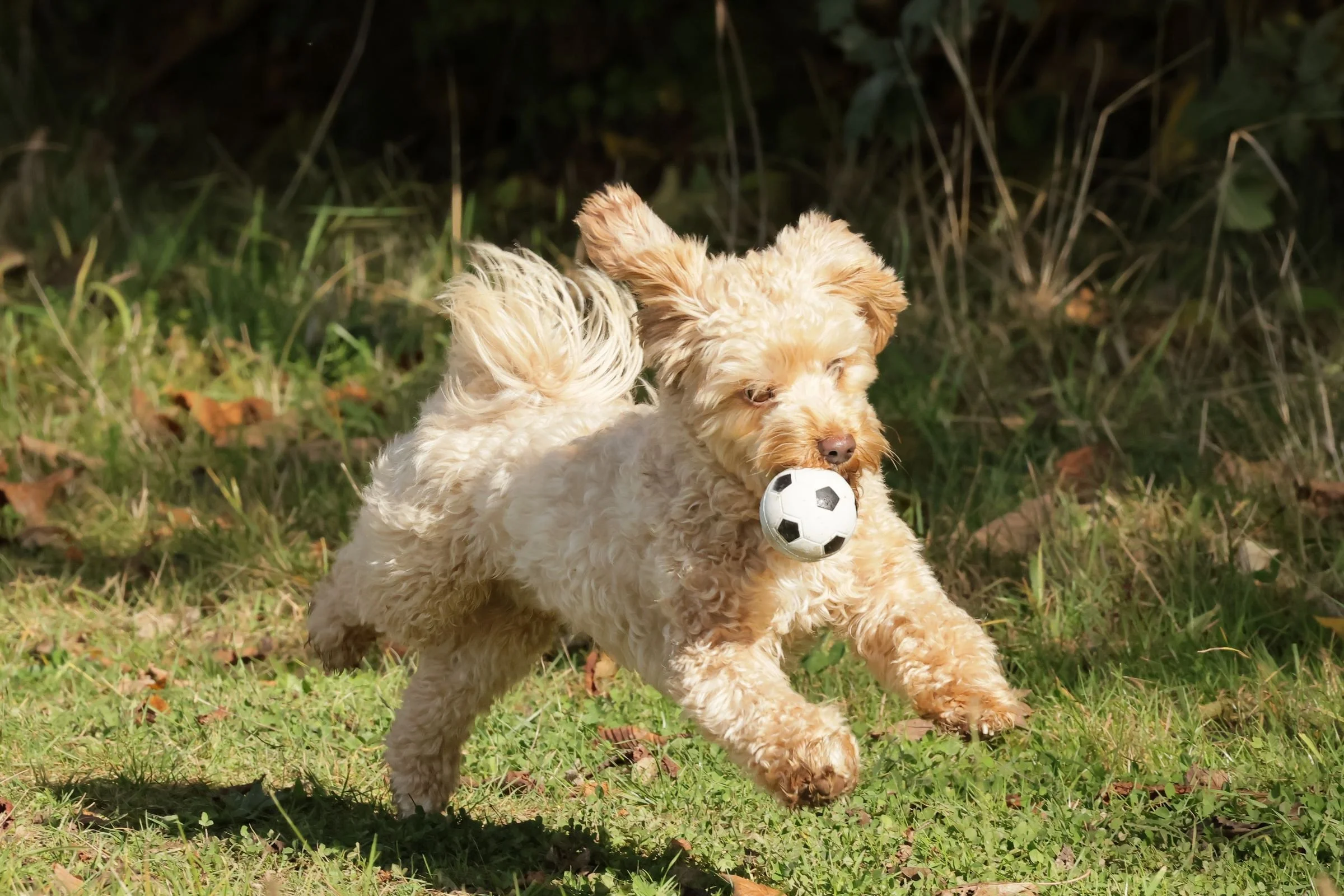 Tierfotografie Funke- Ein kleiner Hund rennt mit einem Fußball im Maul über die Wiese