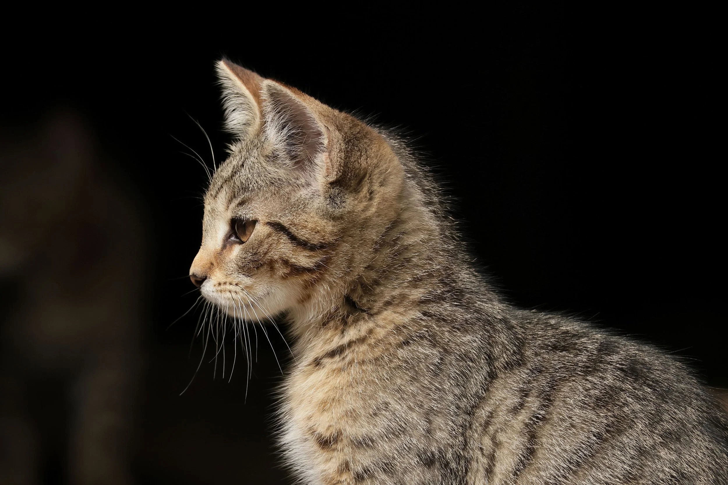 Tierfotografie Funke - getigerte Katze vor dunklem Hintergrund