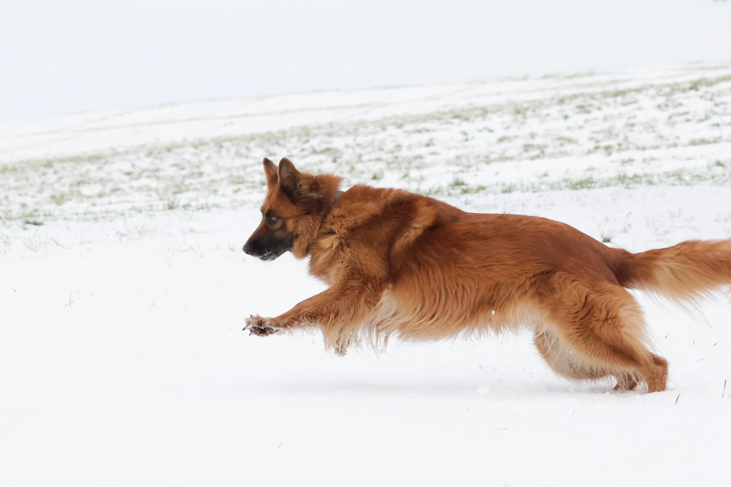 Tierfotografie Funke- Schäferhund springt im Schnee