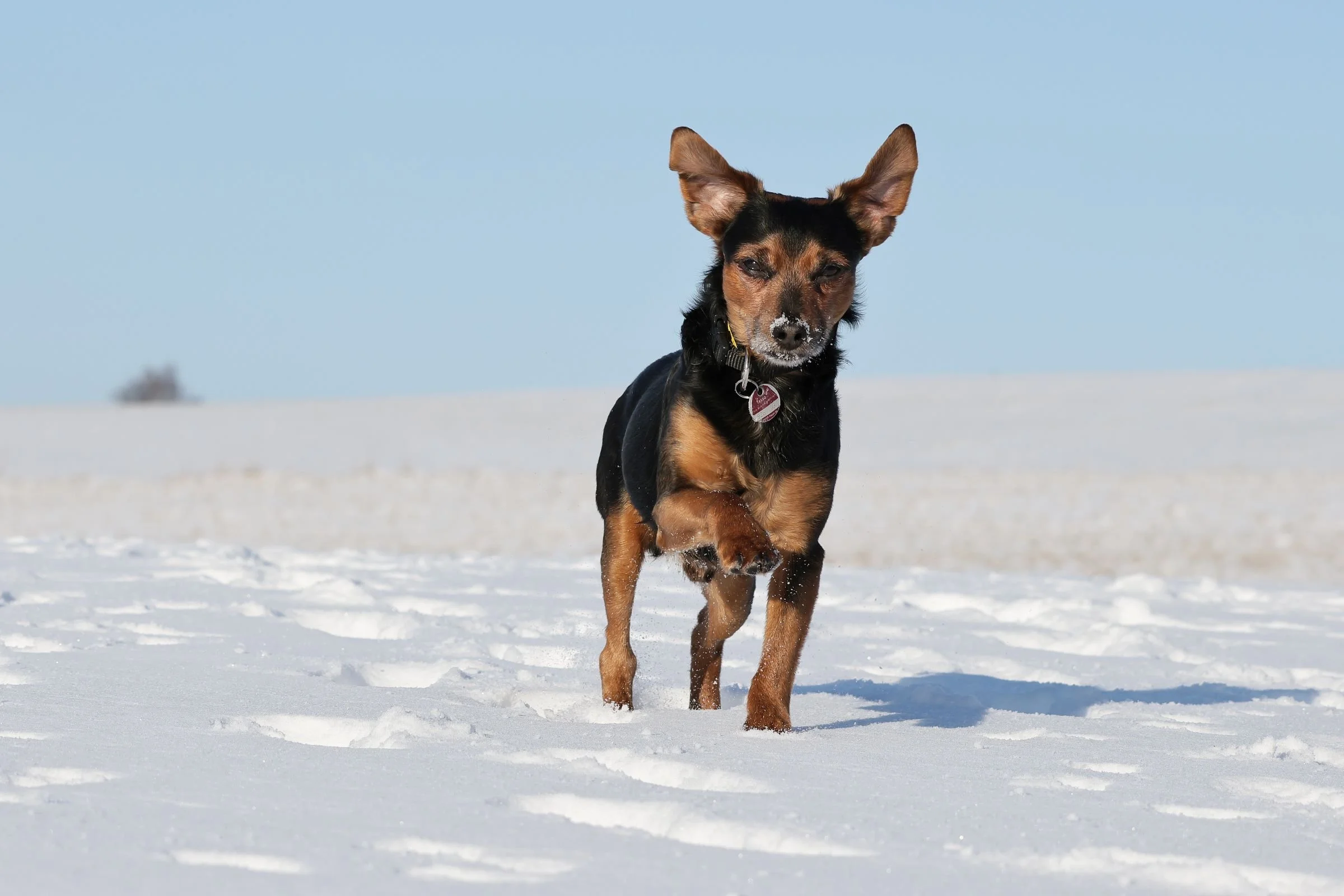 Tierfotografie Funke - Hund rennt durch den Schnee