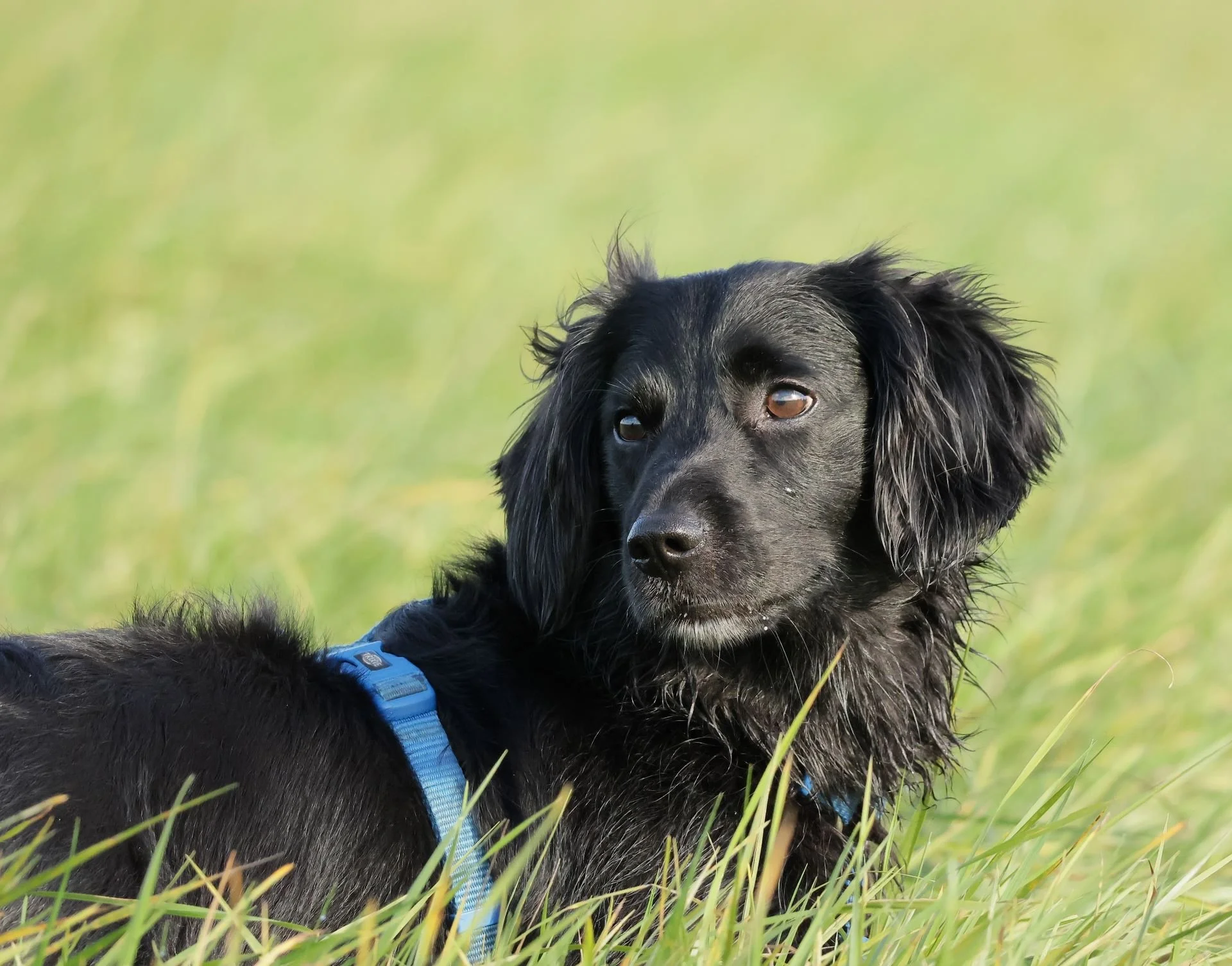 Tierfotografie Funke - Ein kleiner schwarzer Hund im Gras