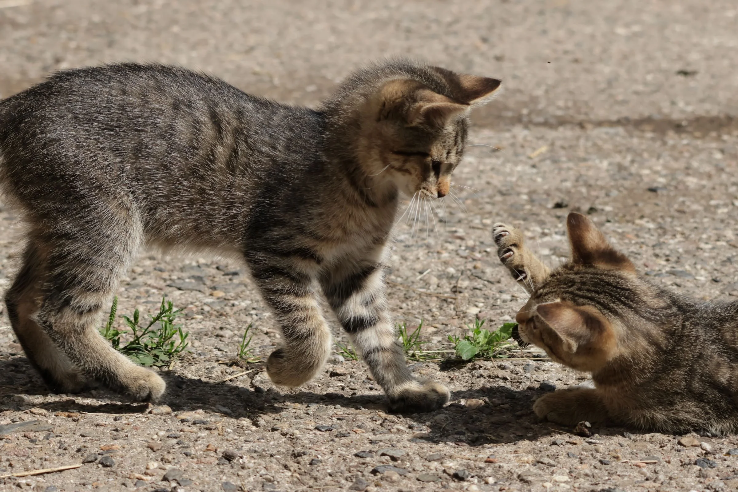 Tierfotografie Funke - Spielende junge Katzen