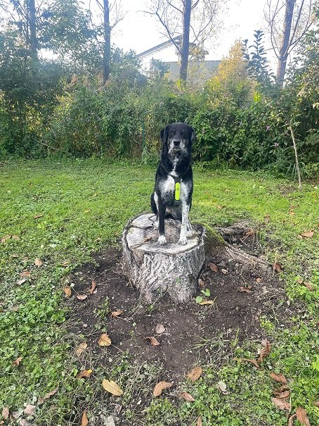 Hundeschule Tierschutz Gruppe Karlsruhe