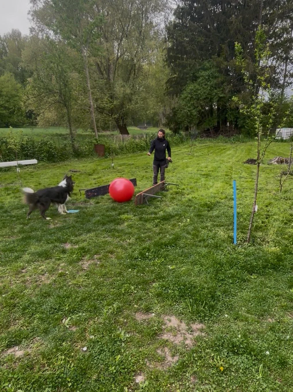 Treibball Auslastung Hund Hundeschule Karlsruhe