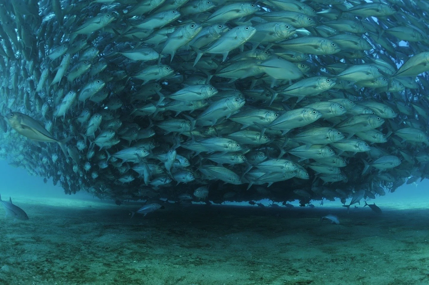 School of jacks at Cabo Pulmo National Park. Torbellino de jureles en el Parque Nacional Cabo Pulmo.