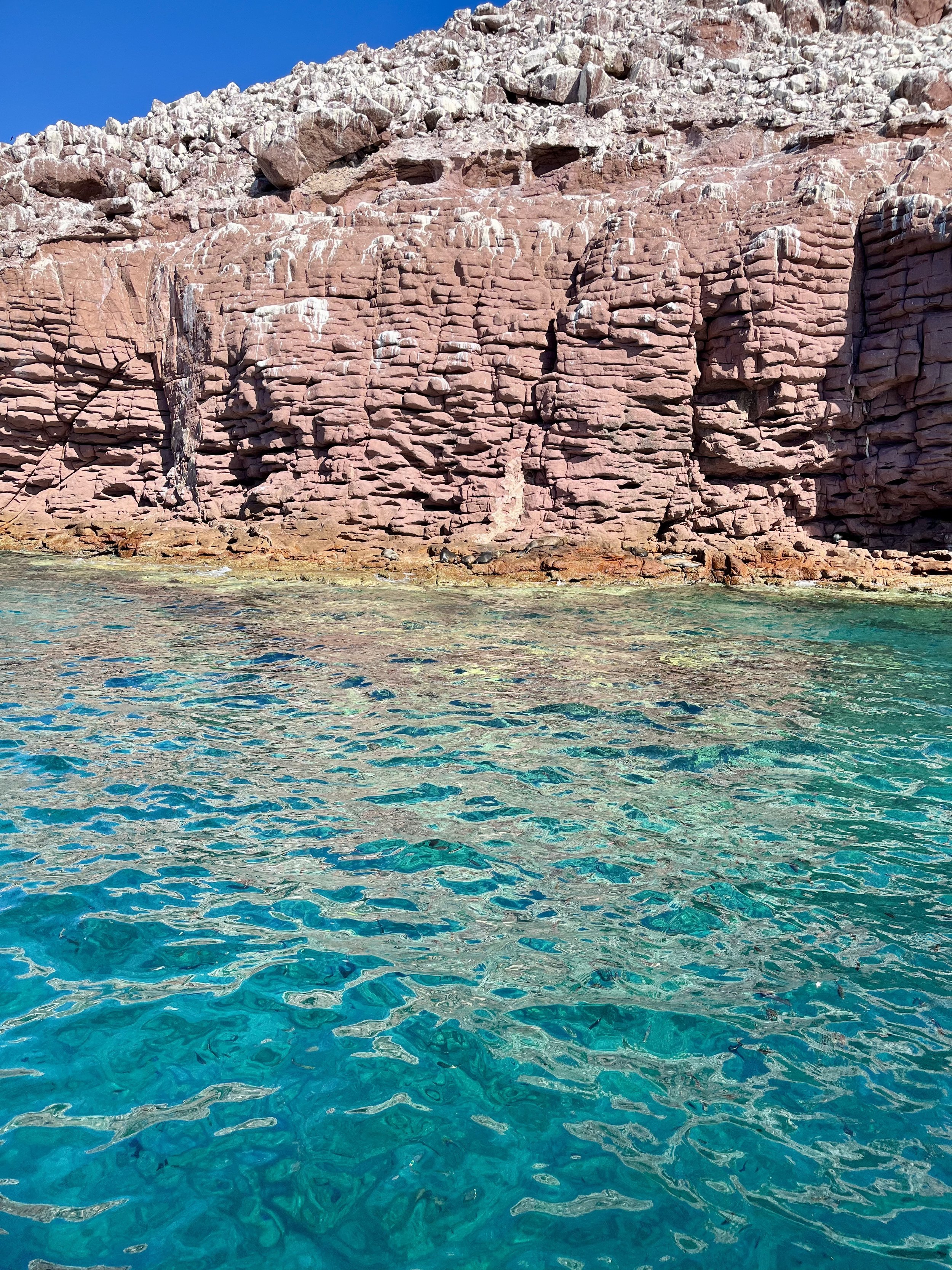 Californian Sea lions at Los Islotes, Espiritu Santo, La Paz, Baja California Sur. Lobos Marinos en Los Islotes, Espiritu Santo, La Paz, Baja California Sur.