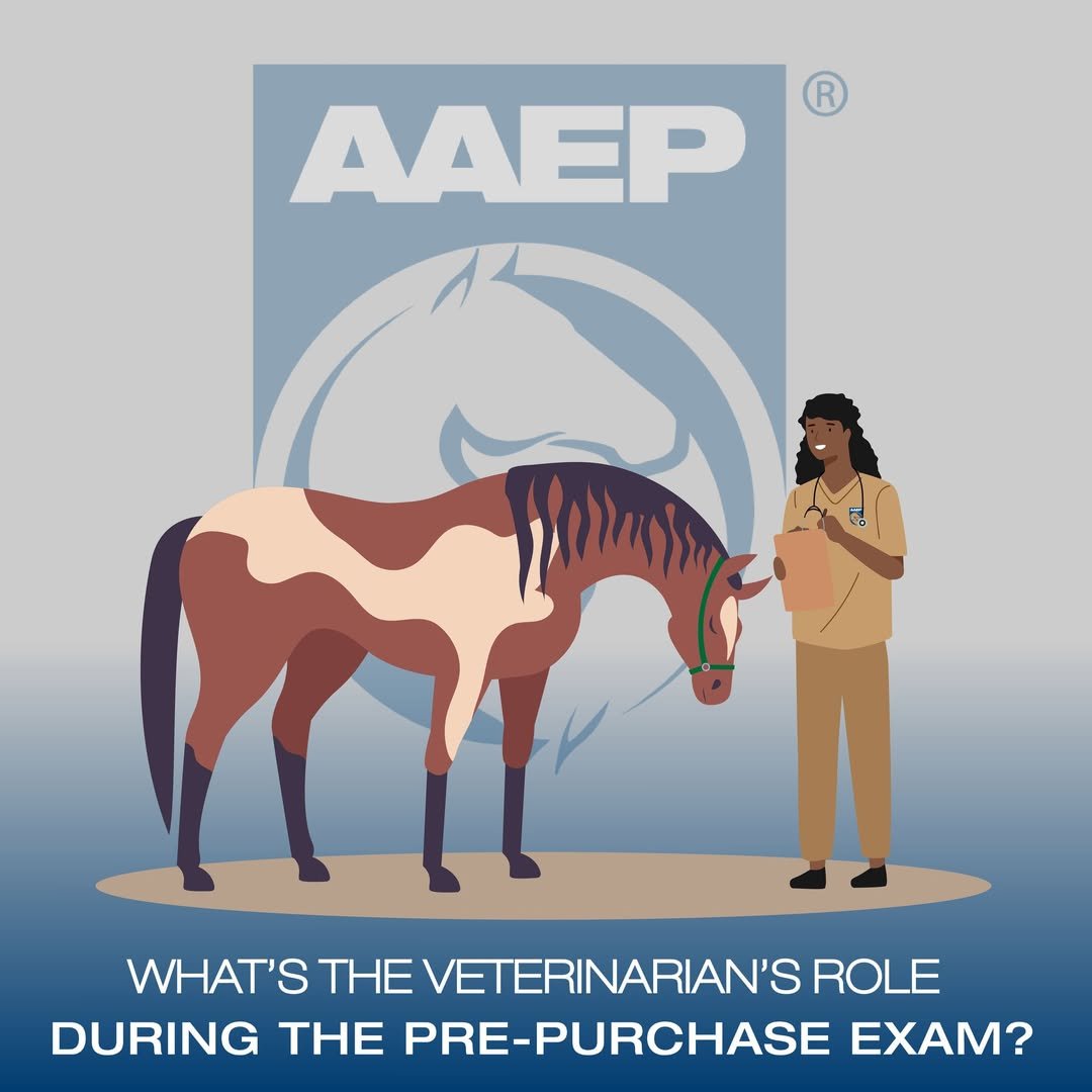 Pre-purchase Exam (PPE)