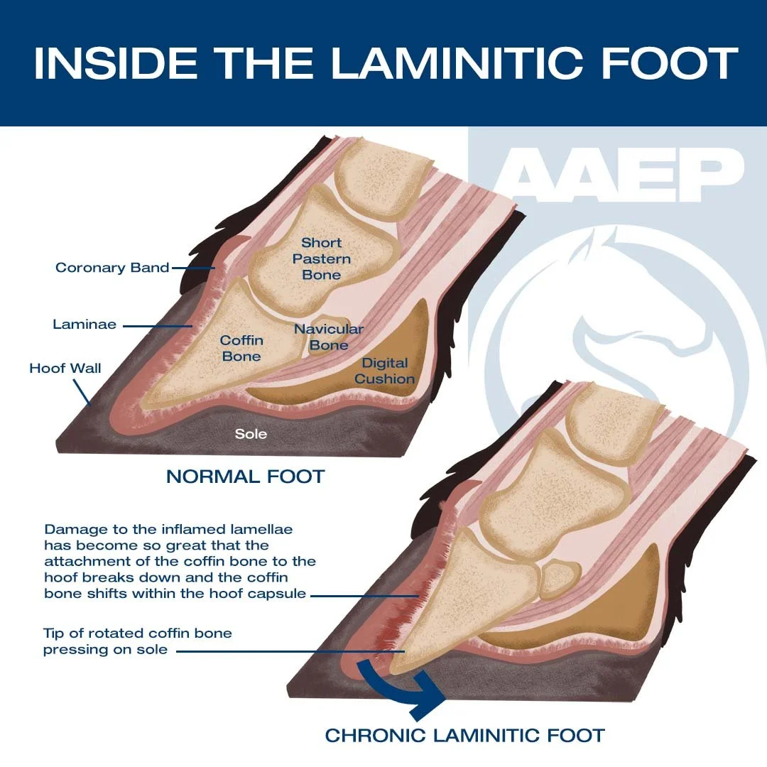 Signs of Laminits