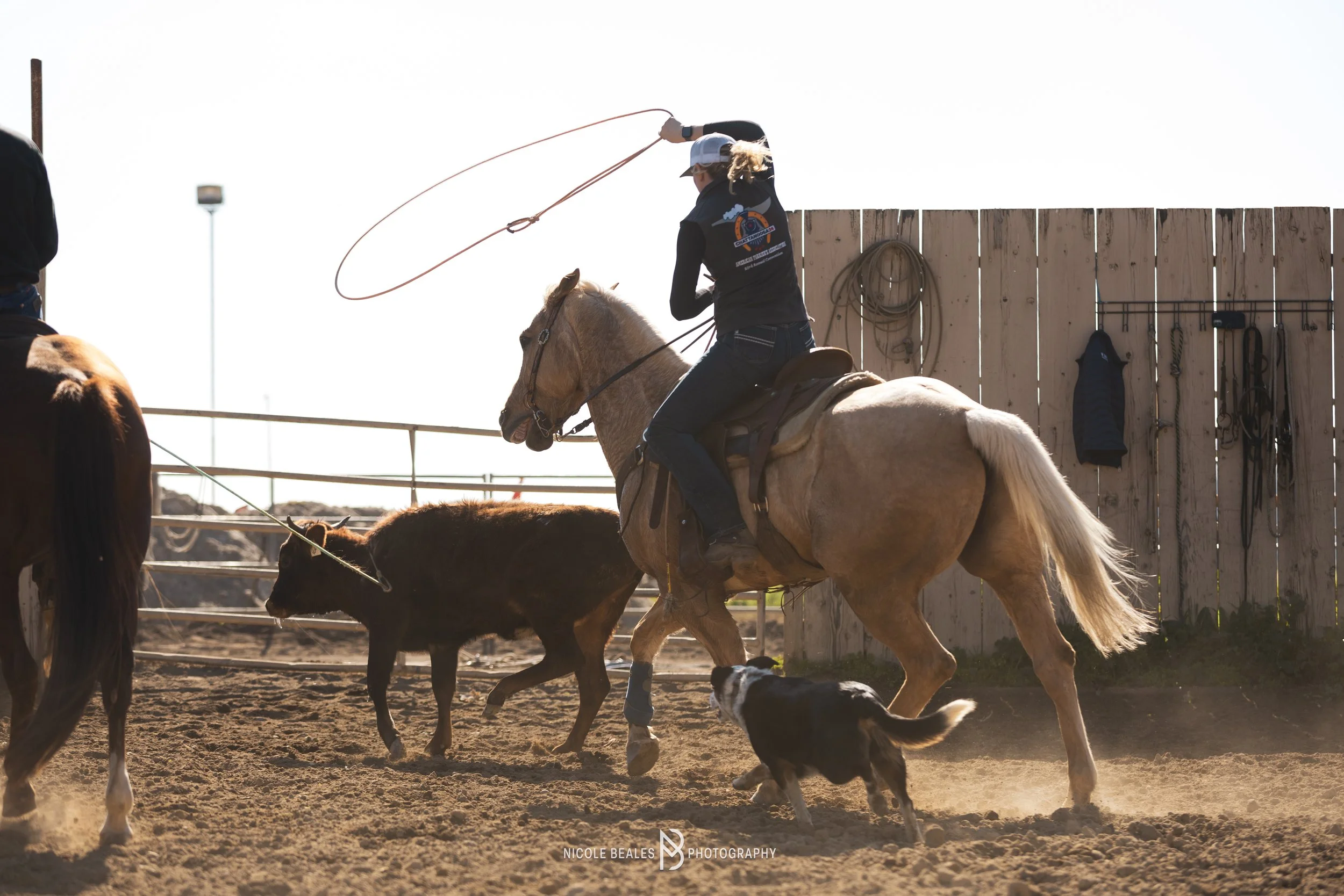 A person riding a light-colored horse throws a lasso, surrounded by herding dogs and other horses in an outdoor arena.