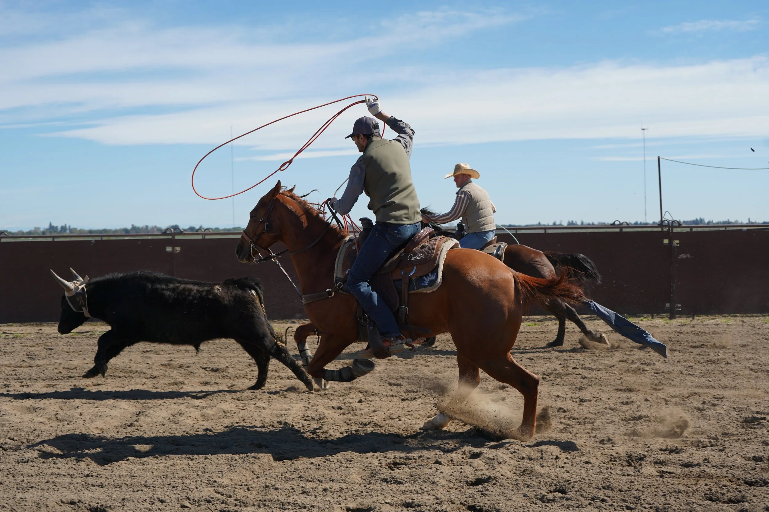 Two cowboys riding horses chase a calf in a rodeo arena.