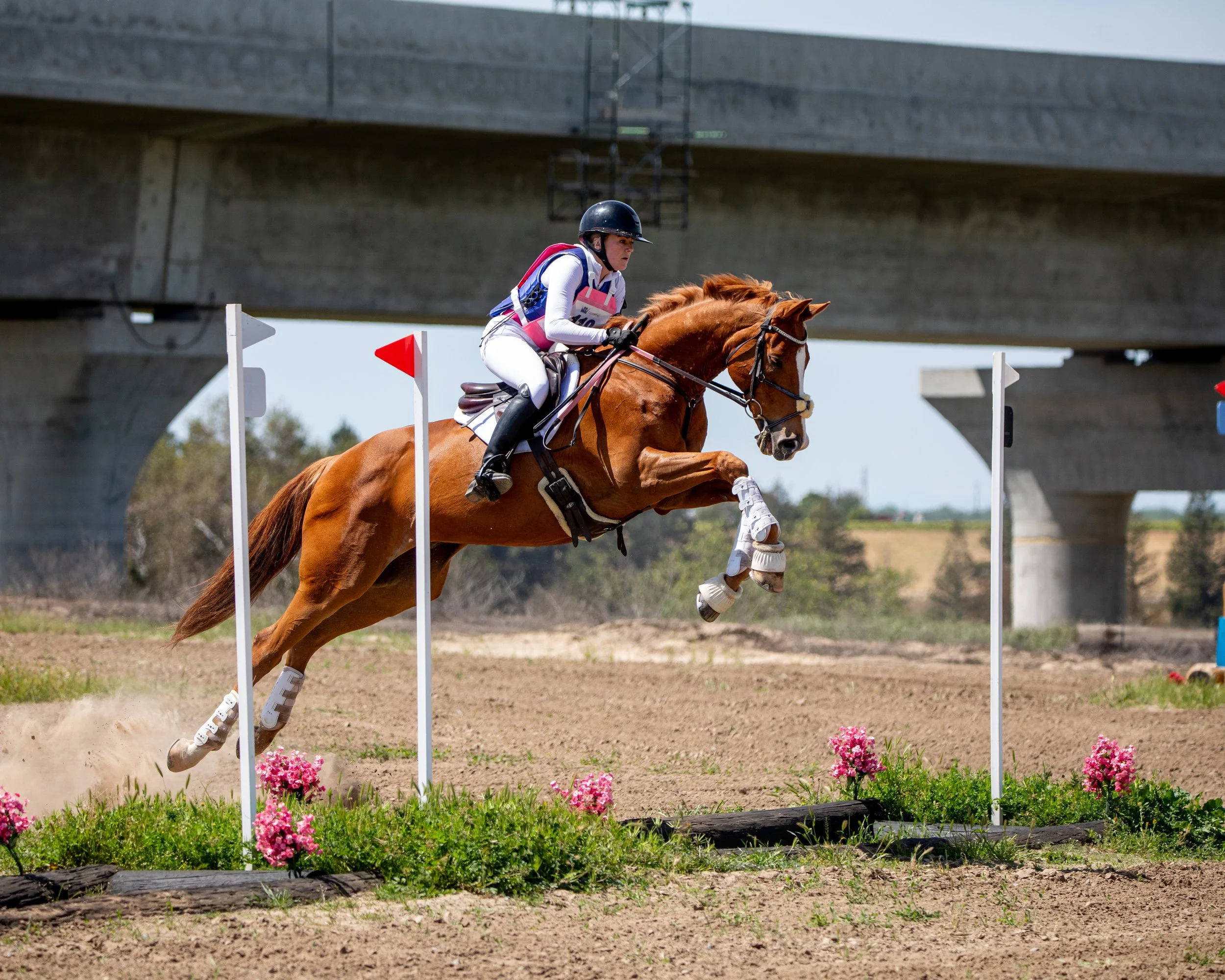 A rider in a black helmet and white riding outfit jumping over an obstacle with pink flowers during an equestrian event on a brown horse.