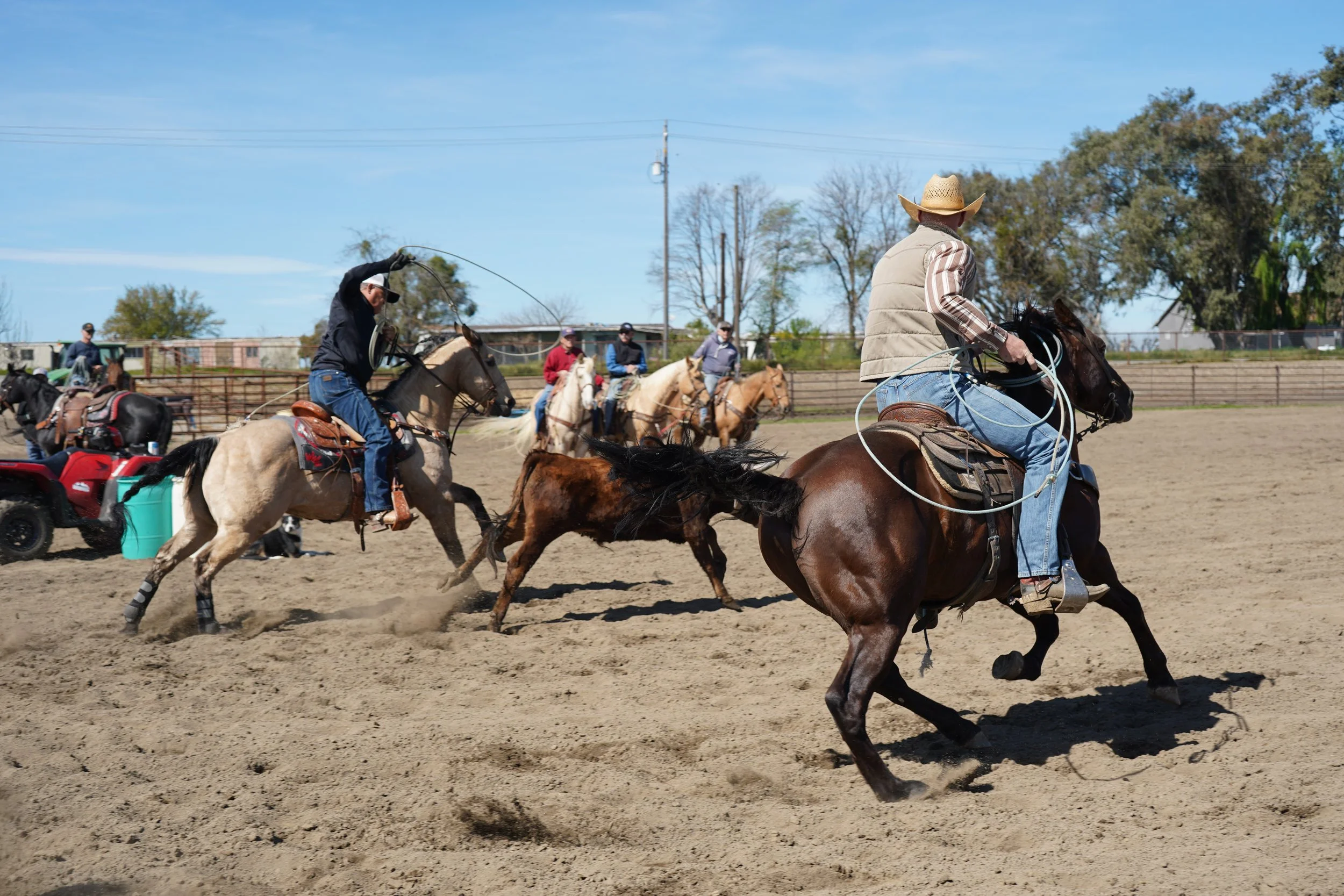 People participating in a rodeo event with horses, with one rider in a cowboy hat and vest, chasing a calf on a dirt arena under a blue sky.