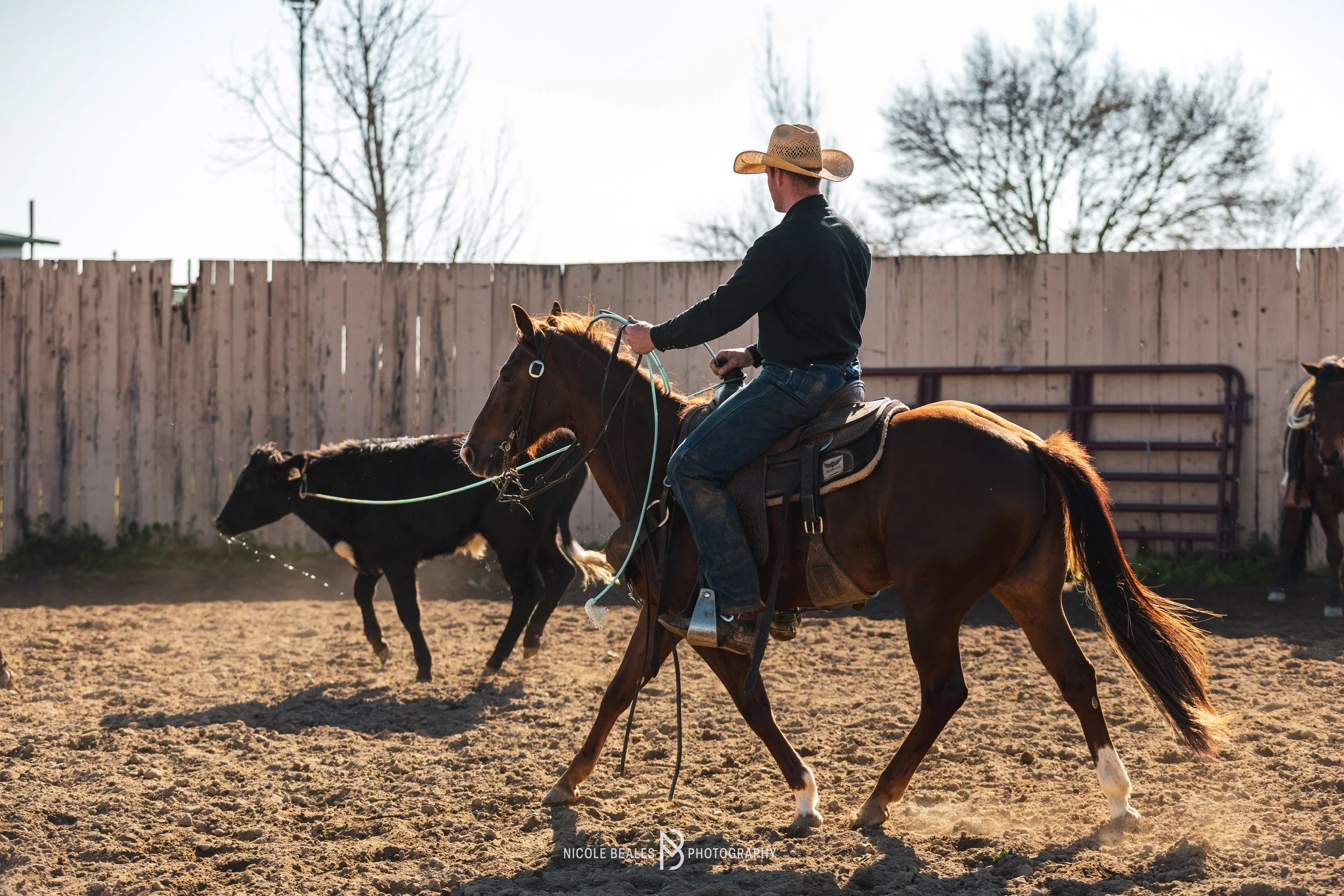 Man wearing a cowboy hat and black shirt riding a brown horse in a fenced outdoor arena, with a black calf nearby and a clear sky with leafless trees in the background.