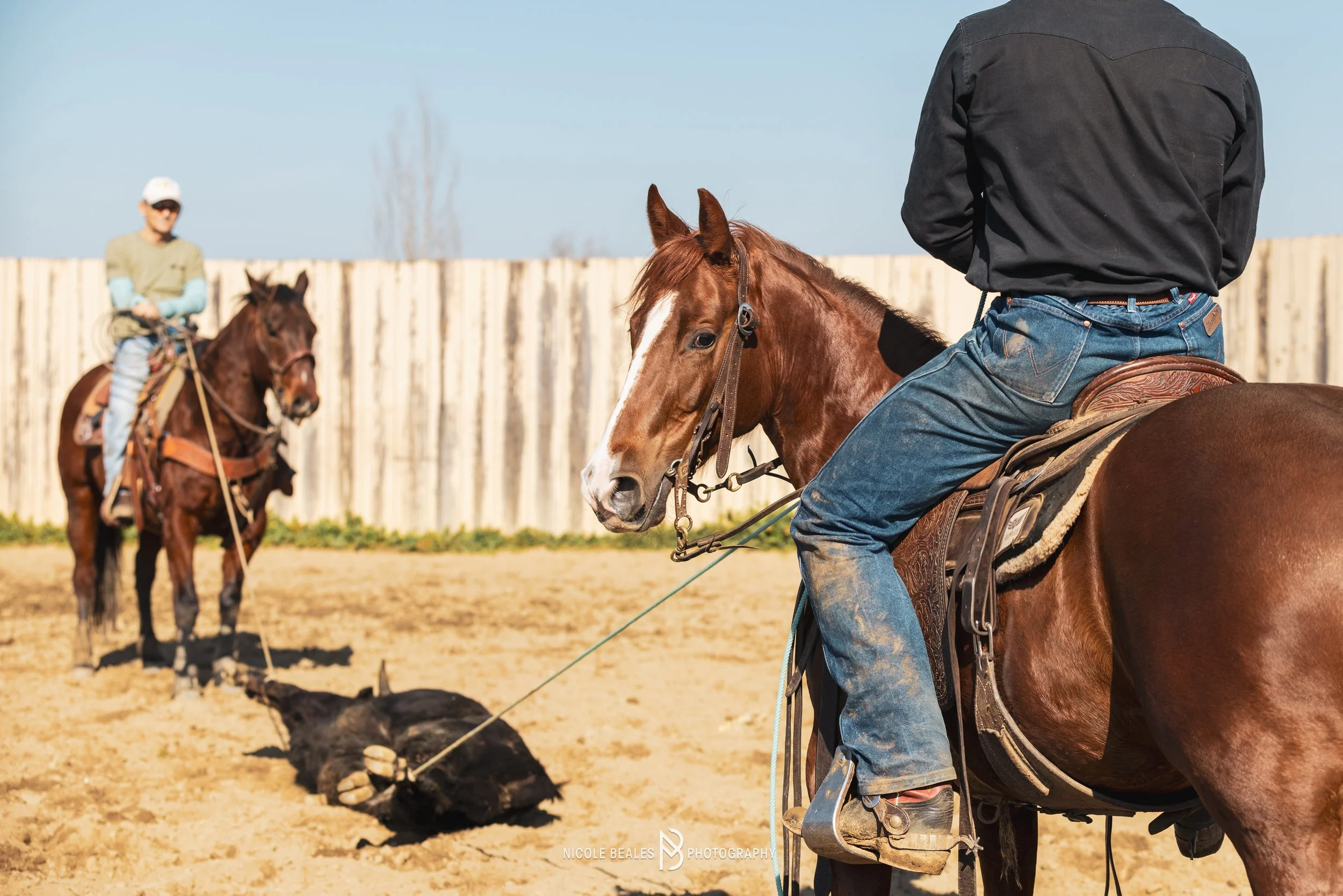 Two people riding horses in a fenced arena, with a black cow lying on the ground in front of the nearest rider. The rider in the foreground is wearing a black jacket and blue jeans, while the rider in the background is wearing a beige shirt, light bl