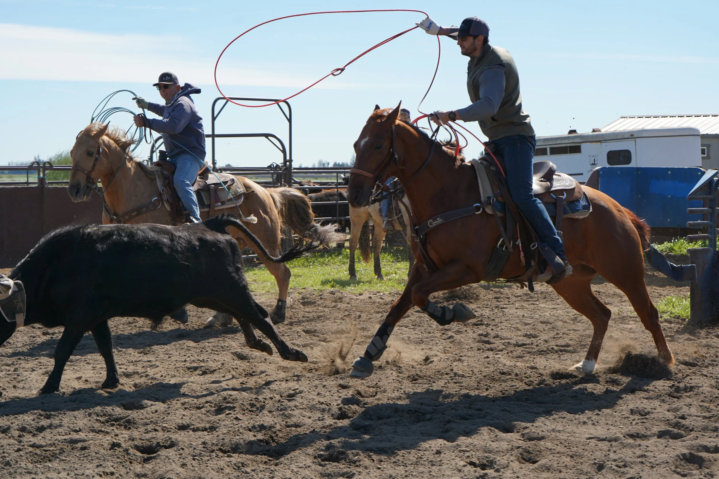Two men on horseback performing a roping maneuver to catch a steer in a rodeo arena, with one man tossing a lasso and the other man ready on horseback.