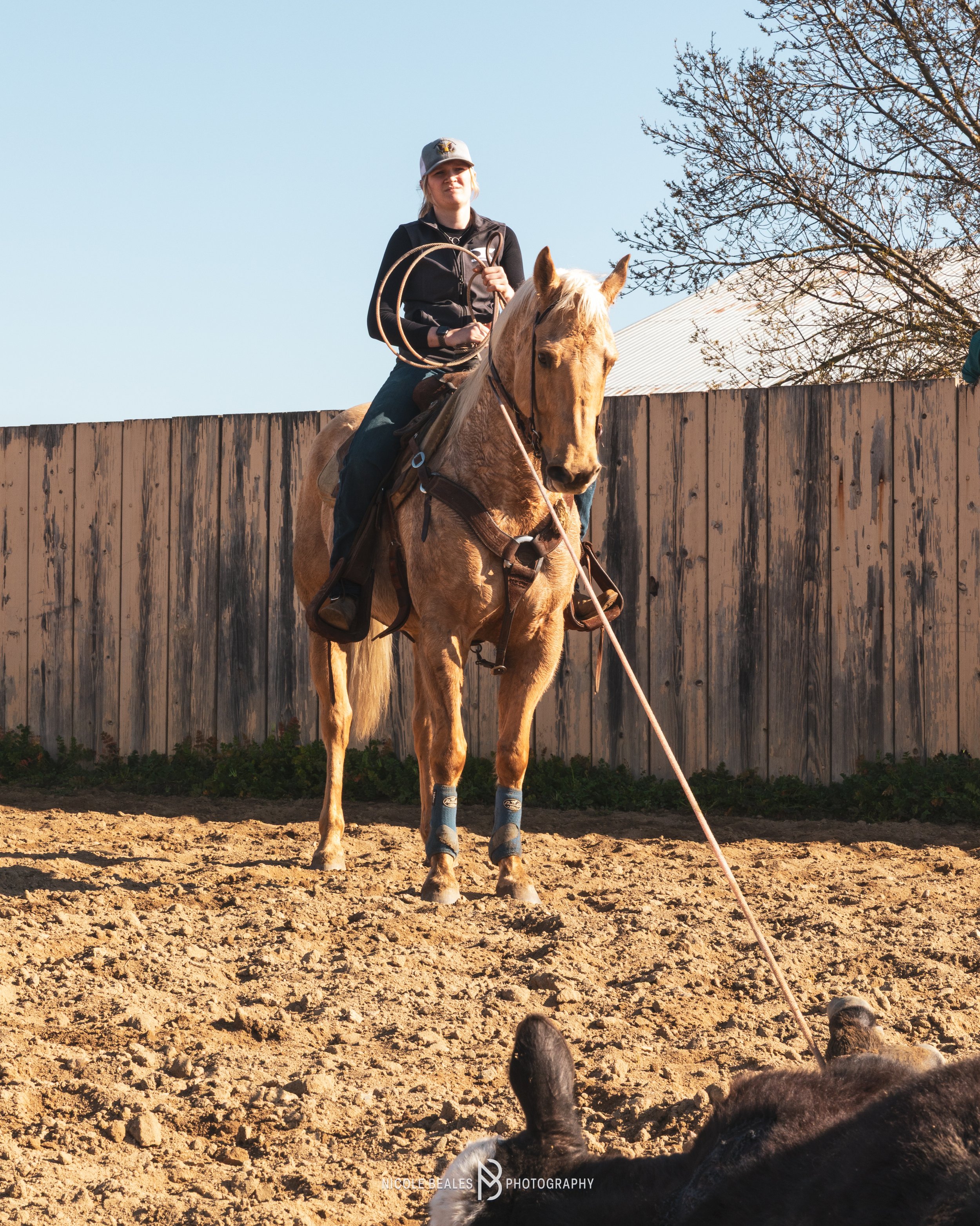 A woman riding a palomino horse with a lasso in an outdoor arena, with a black cow lying on the ground in the foreground and a wooden fence in the background.