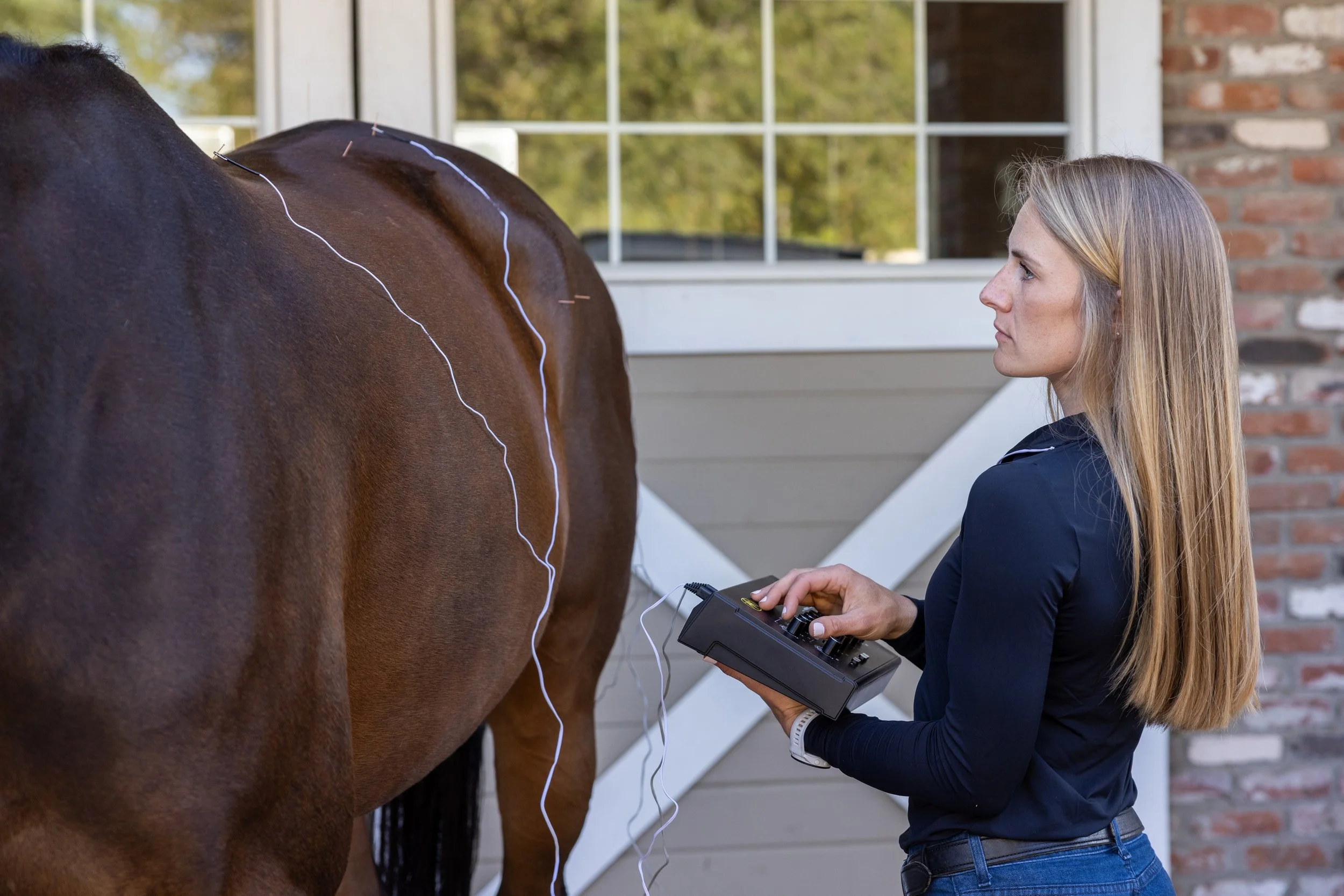 A woman is standing outdoors next to a brown horse that is performing electro acupuncture. 