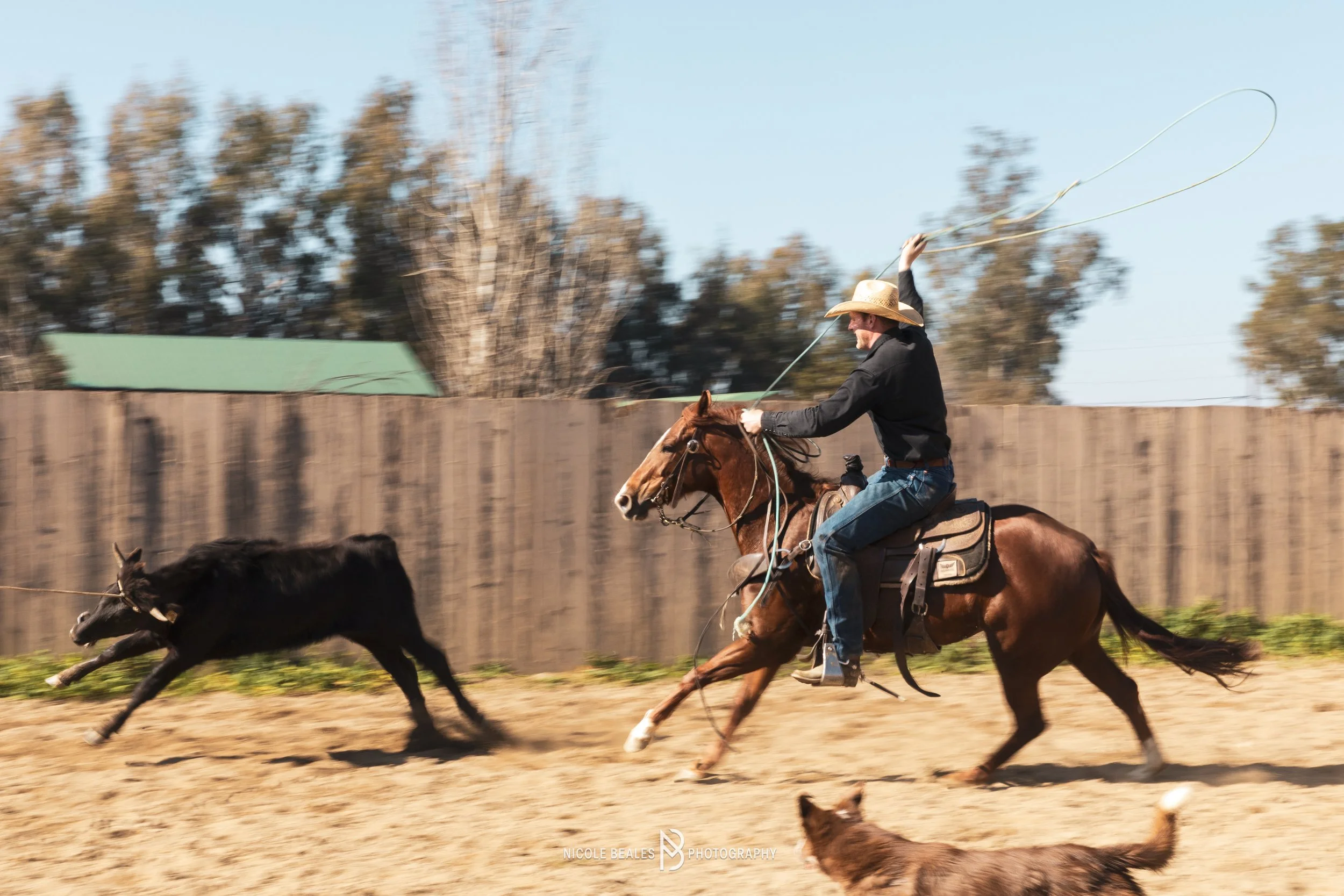 A man in cowboy attire riding a horse while herding cattle in an outdoor arena with a wooden fence and trees in the background.